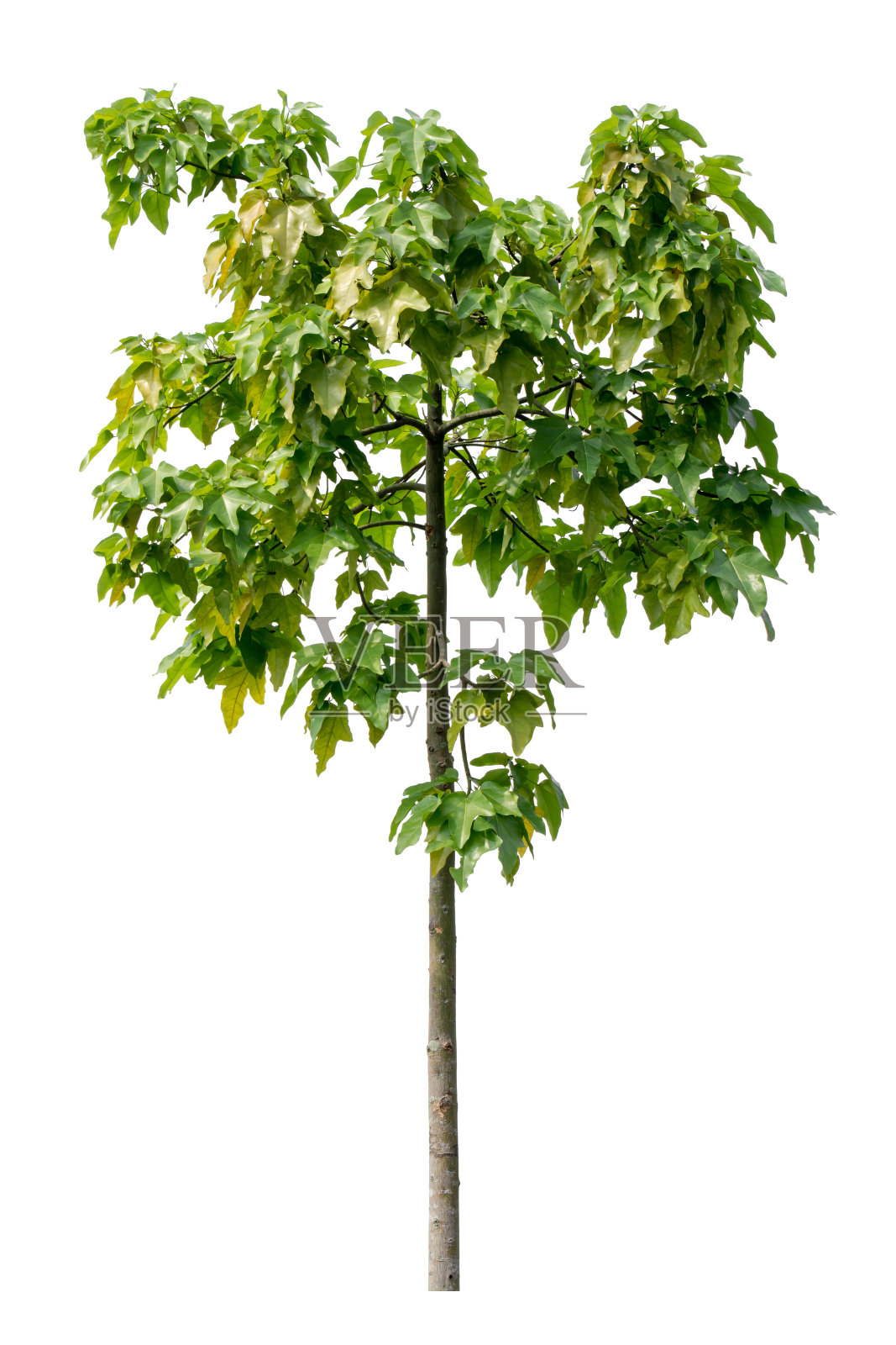 树孤立的白色背景照片摄影图片