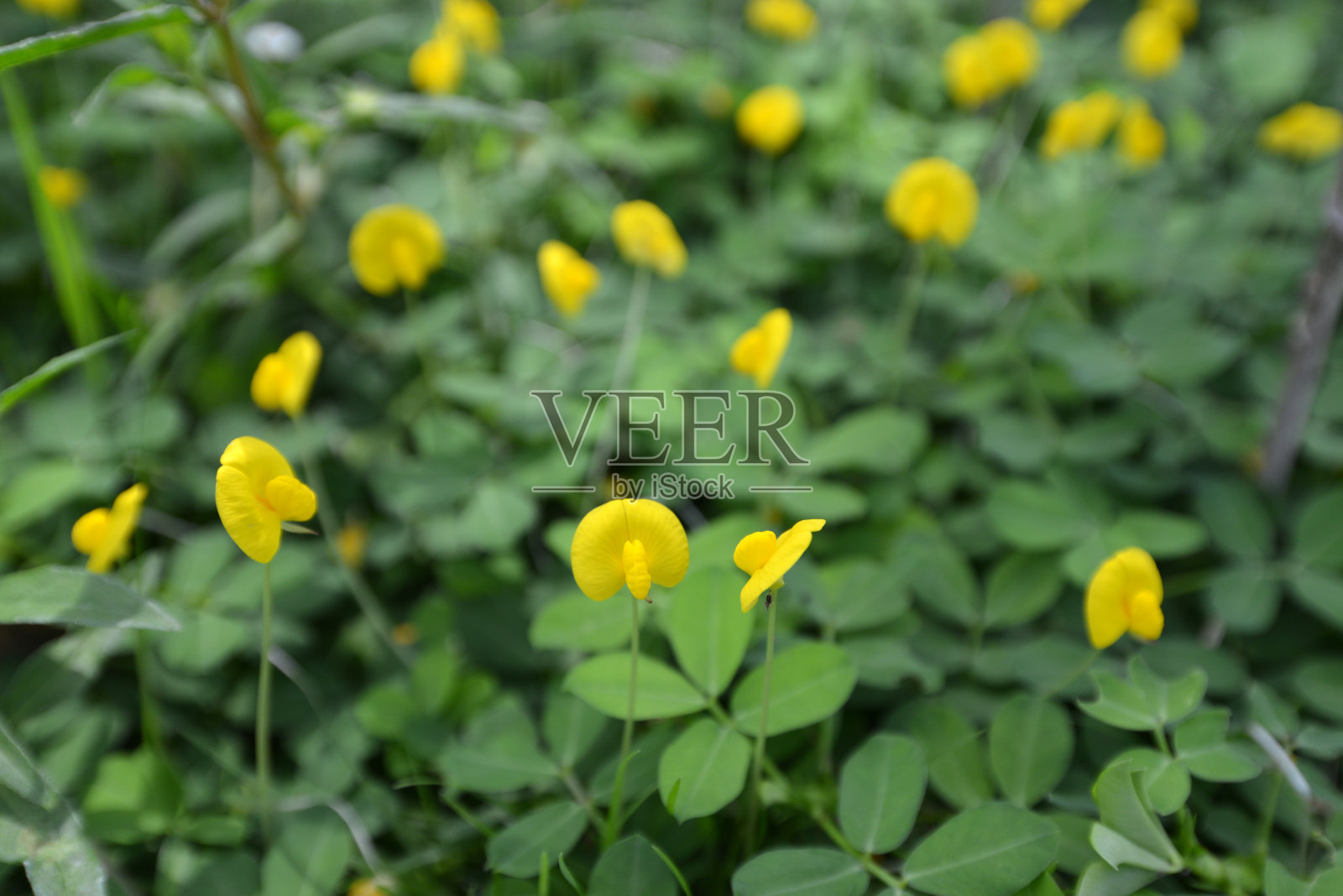 春天的背景是美丽的黄花照片摄影图片