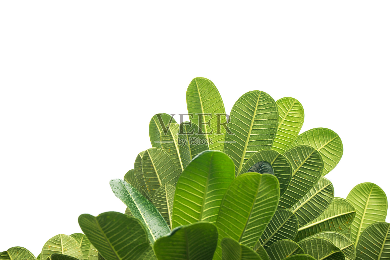 白色背景上的绿叶照片摄影图片