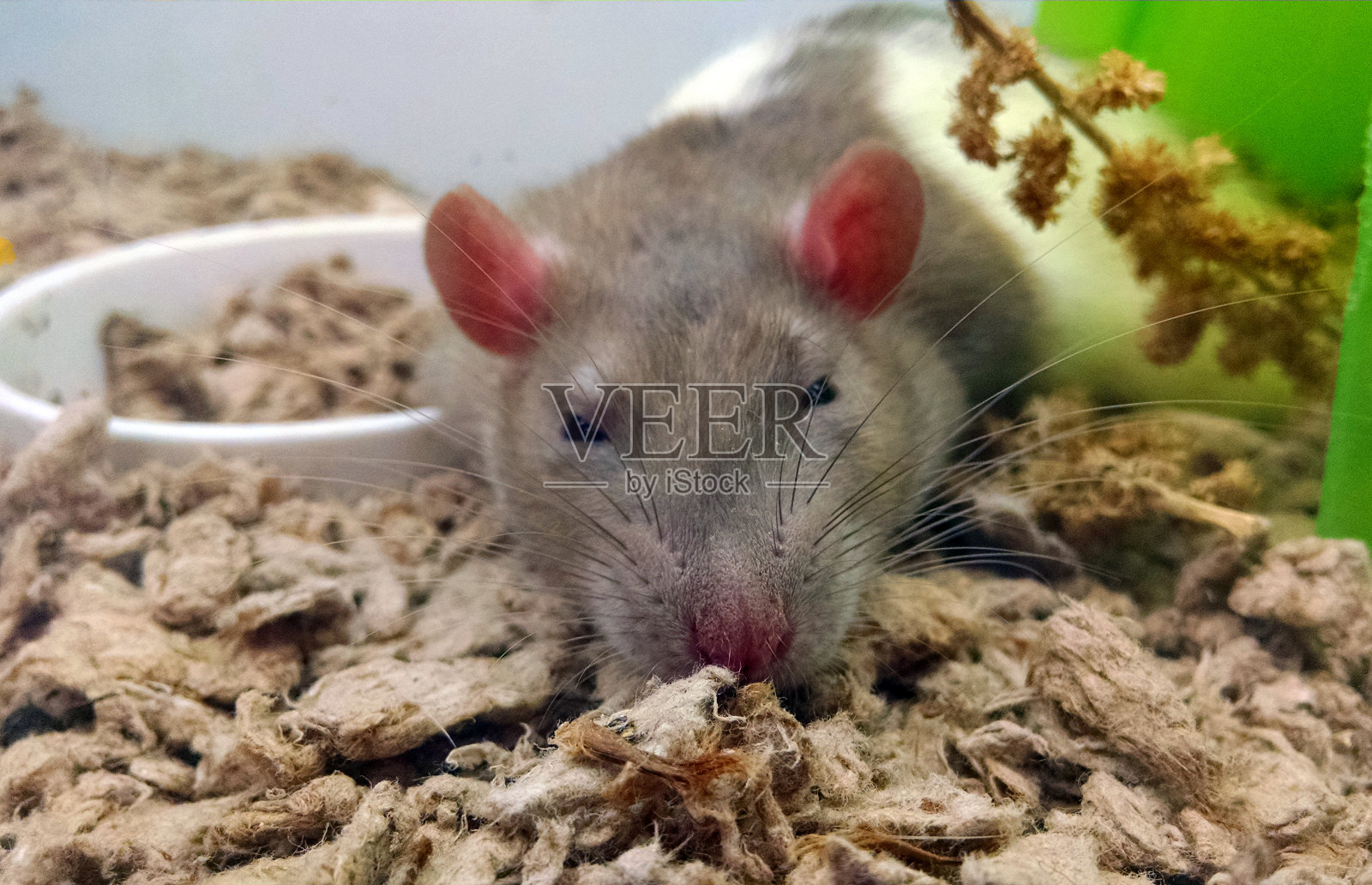 宠物鼠照片摄影图片