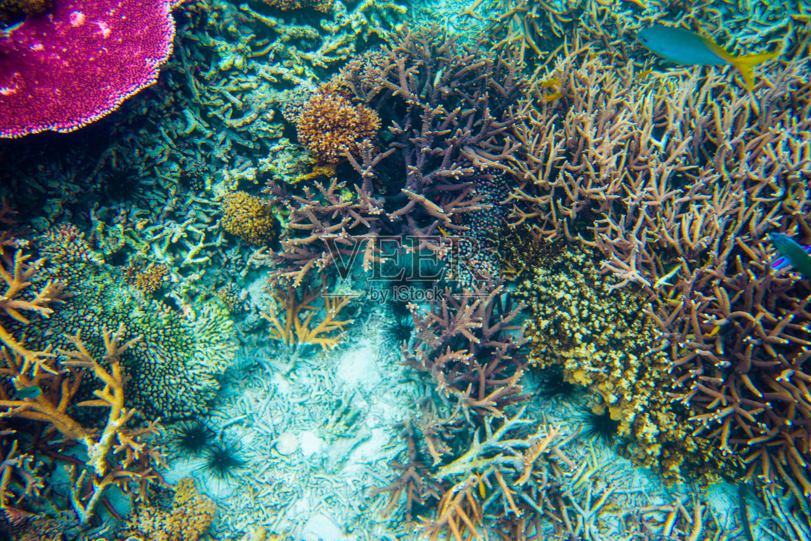 死于全球变暖的珊瑚照片摄影图片