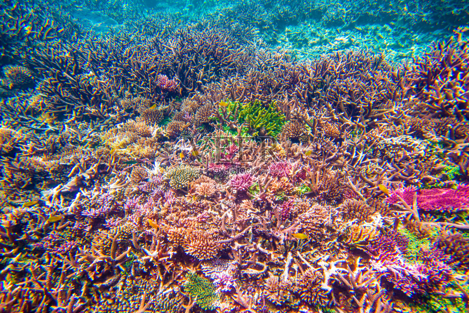 死于全球变暖的珊瑚照片摄影图片