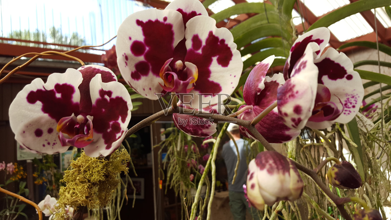 兰花。照片摄影图片