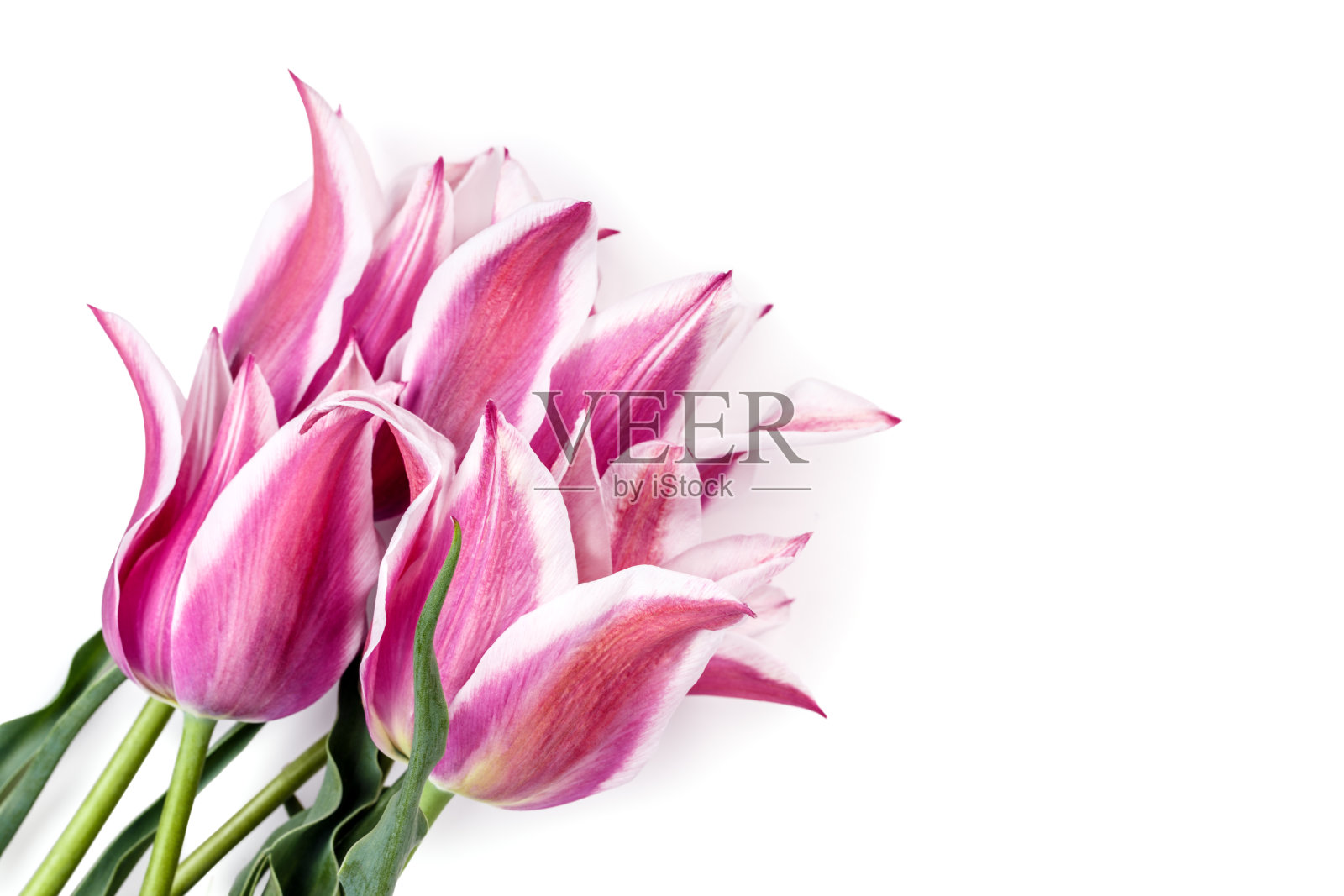 郁金香花孤立照片摄影图片