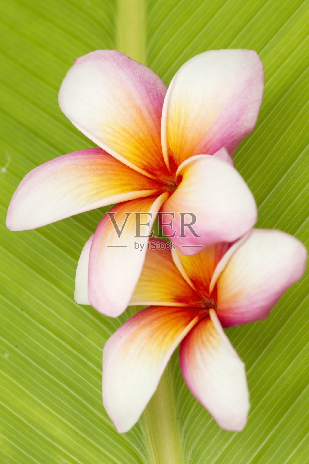 鸡蛋花花照片摄影图片