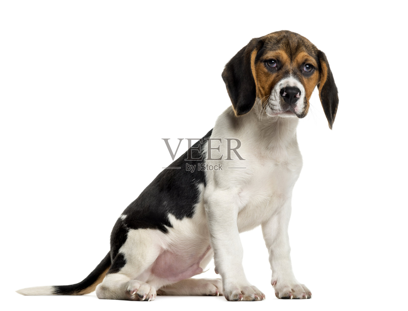 小猎犬在白色背景前照片摄影图片