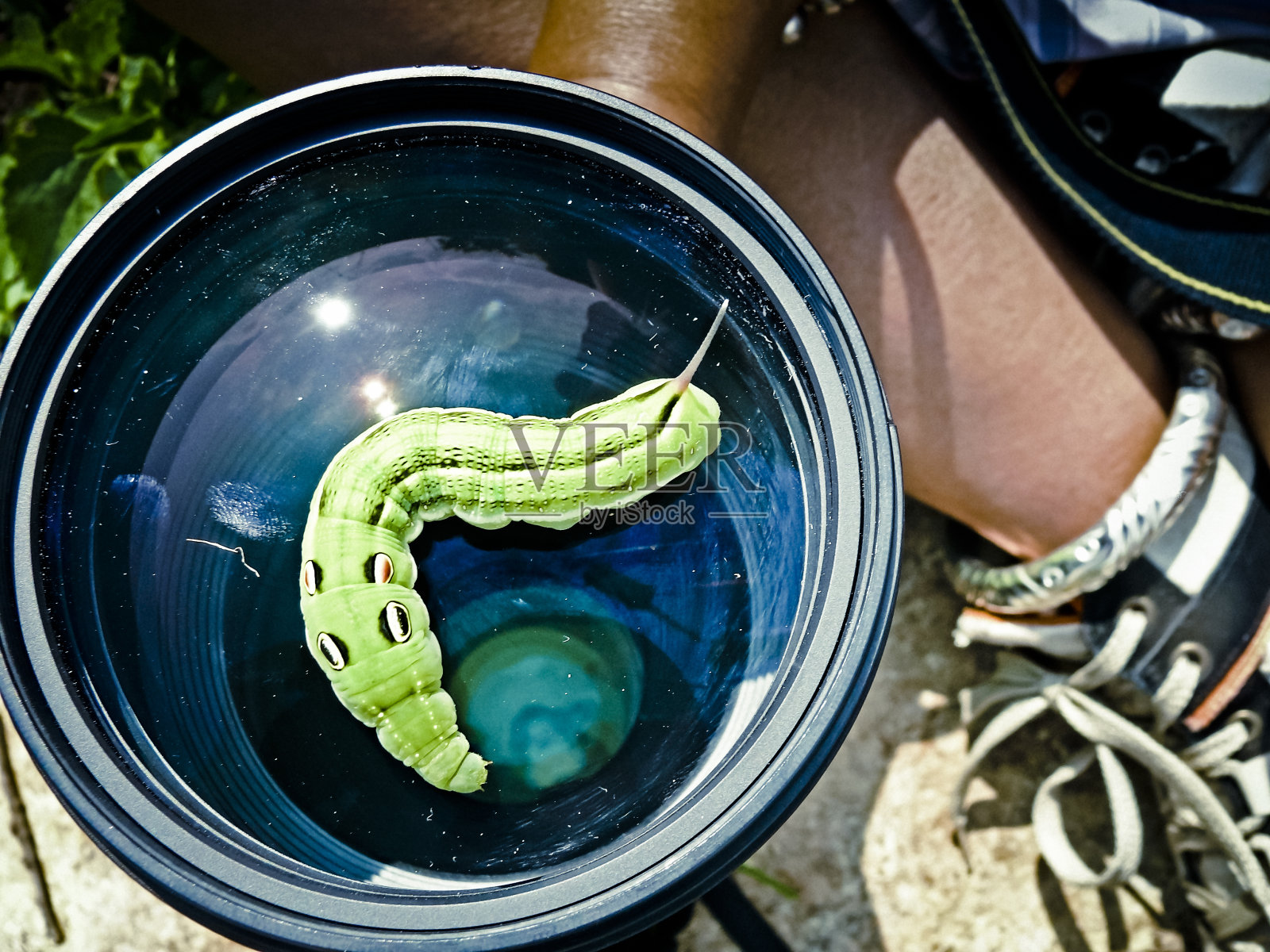 老虎燕尾蝶的特写，凤蝶毛虫照片摄影图片