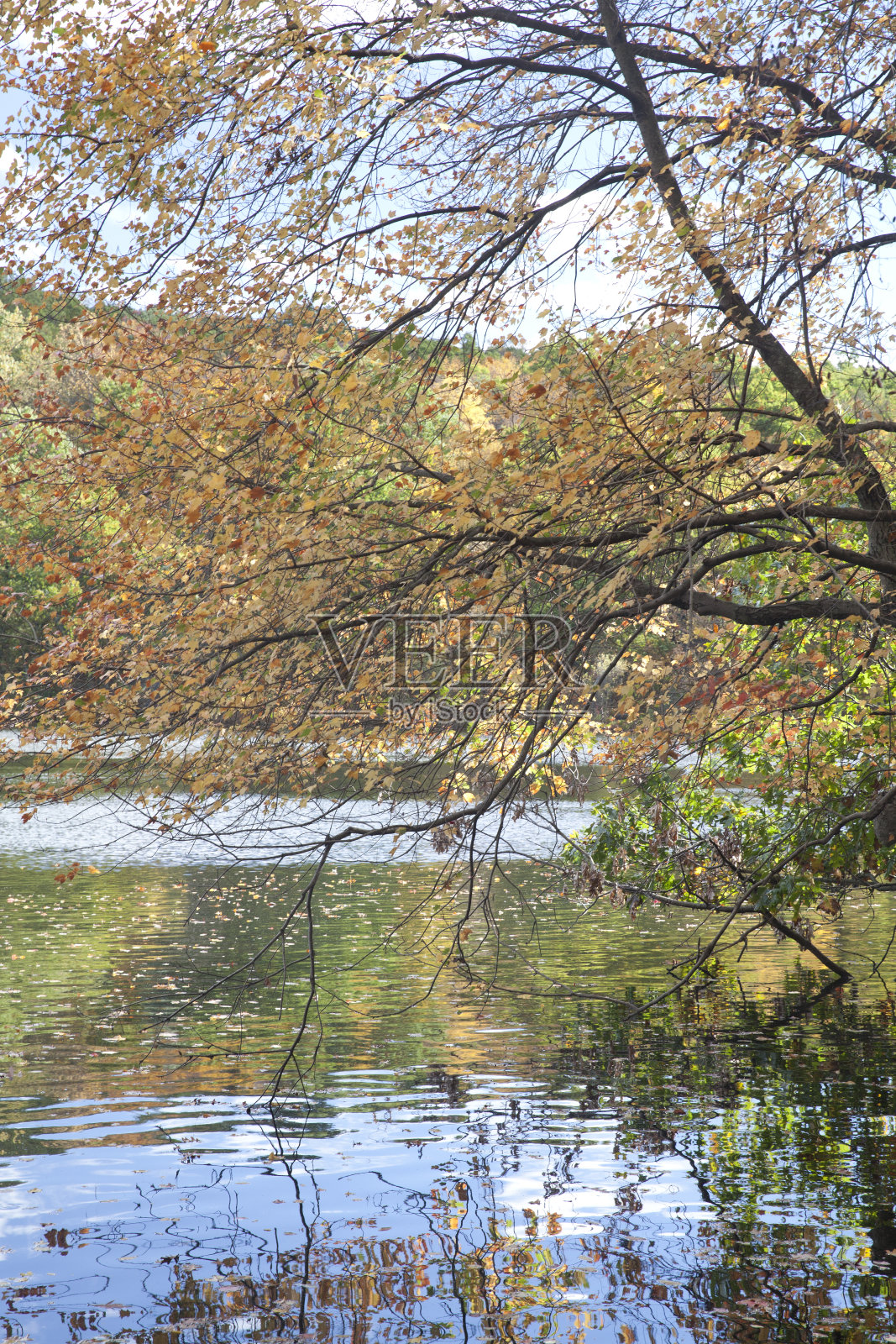 秋天的洛克菲勒州立公园保护区照片摄影图片