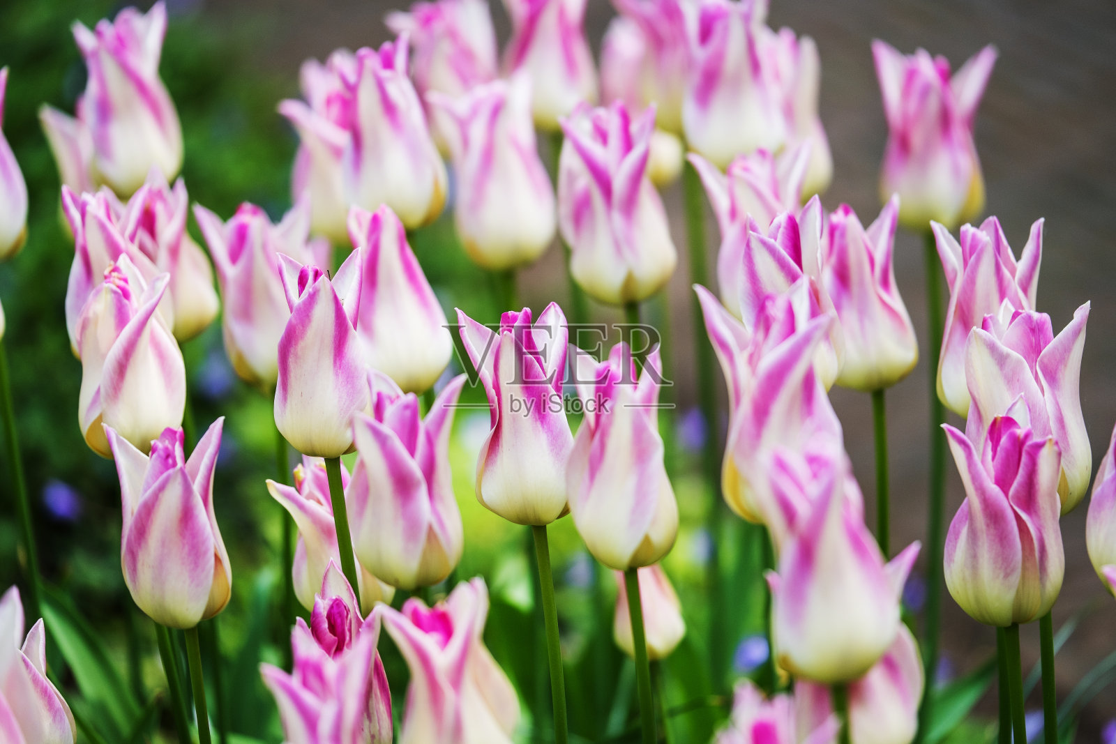 库肯霍夫盛开的郁金香照片摄影图片