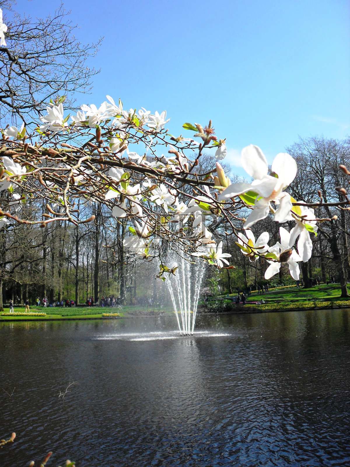 樱花盛开，后面有池塘和喷泉照片摄影图片