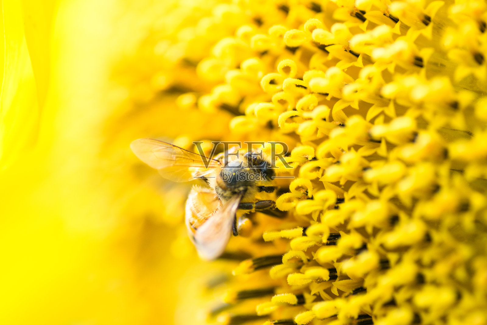 在泰坦向日葵中心的蜜蜂照片摄影图片