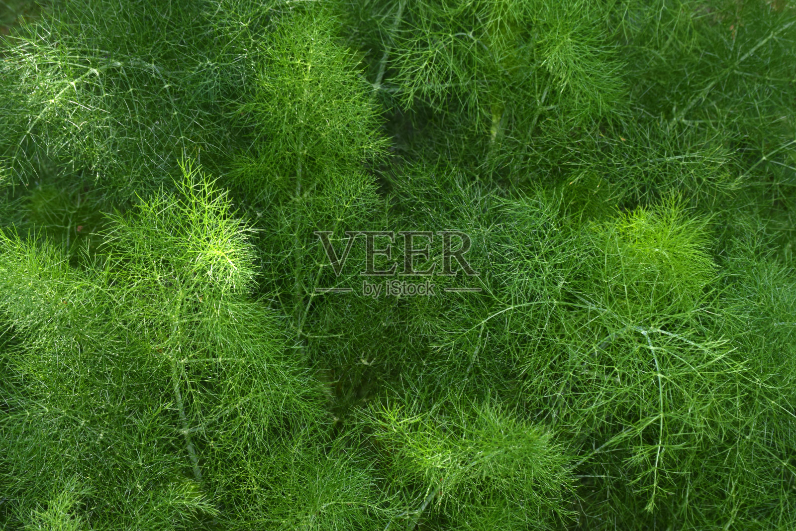 花园里有茴香照片摄影图片