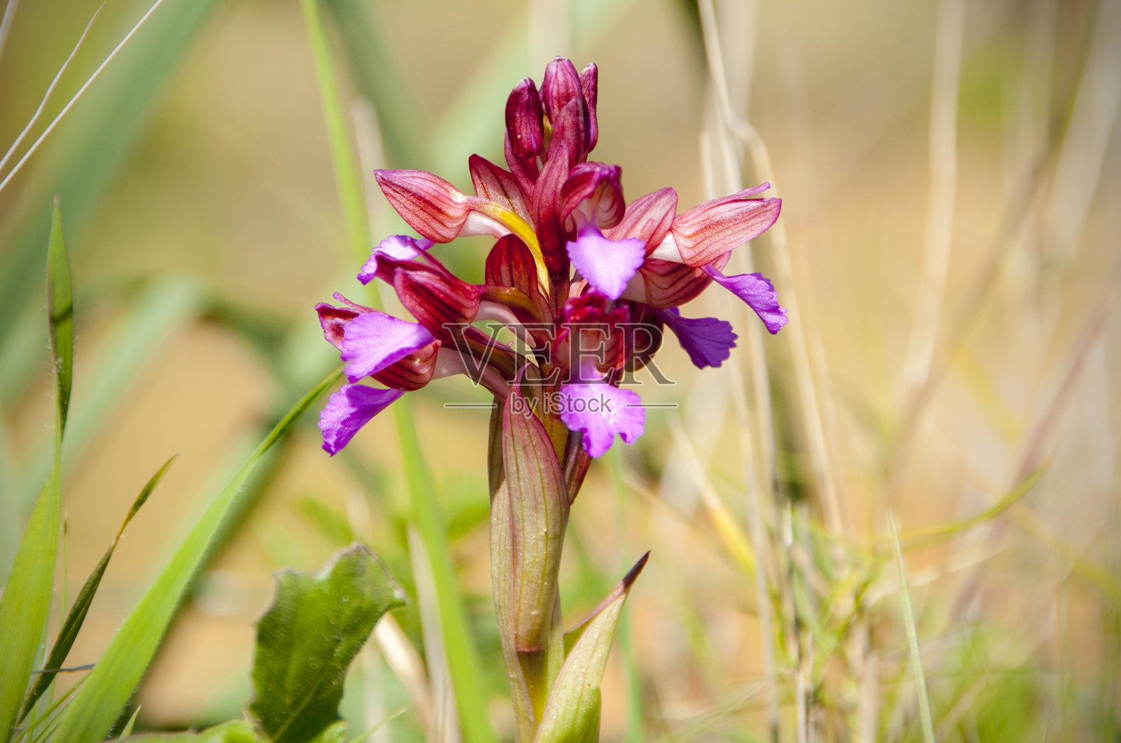 兰花帕皮隆照片摄影图片