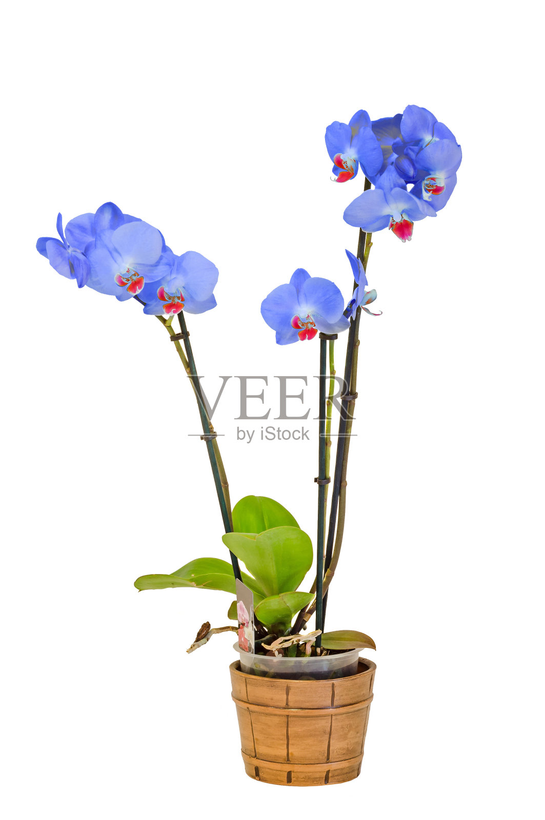 蓝枝兰花花，绿叶照片摄影图片