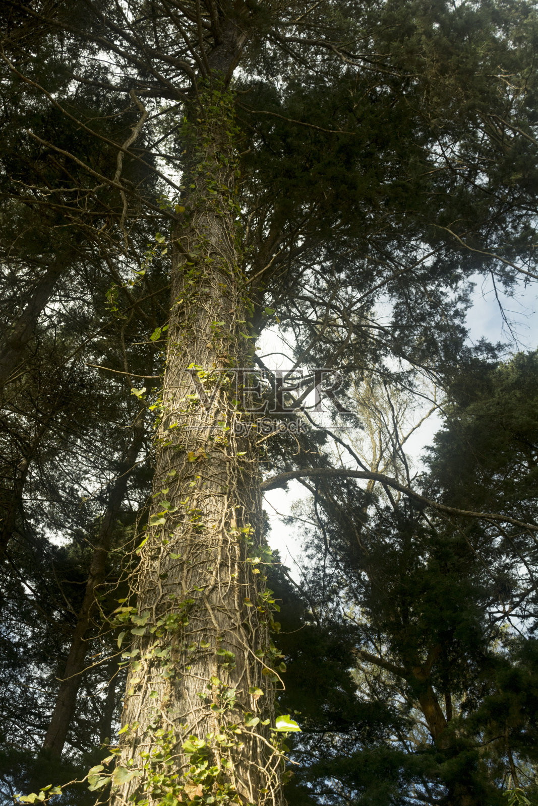 爬满树干的常春藤照片摄影图片