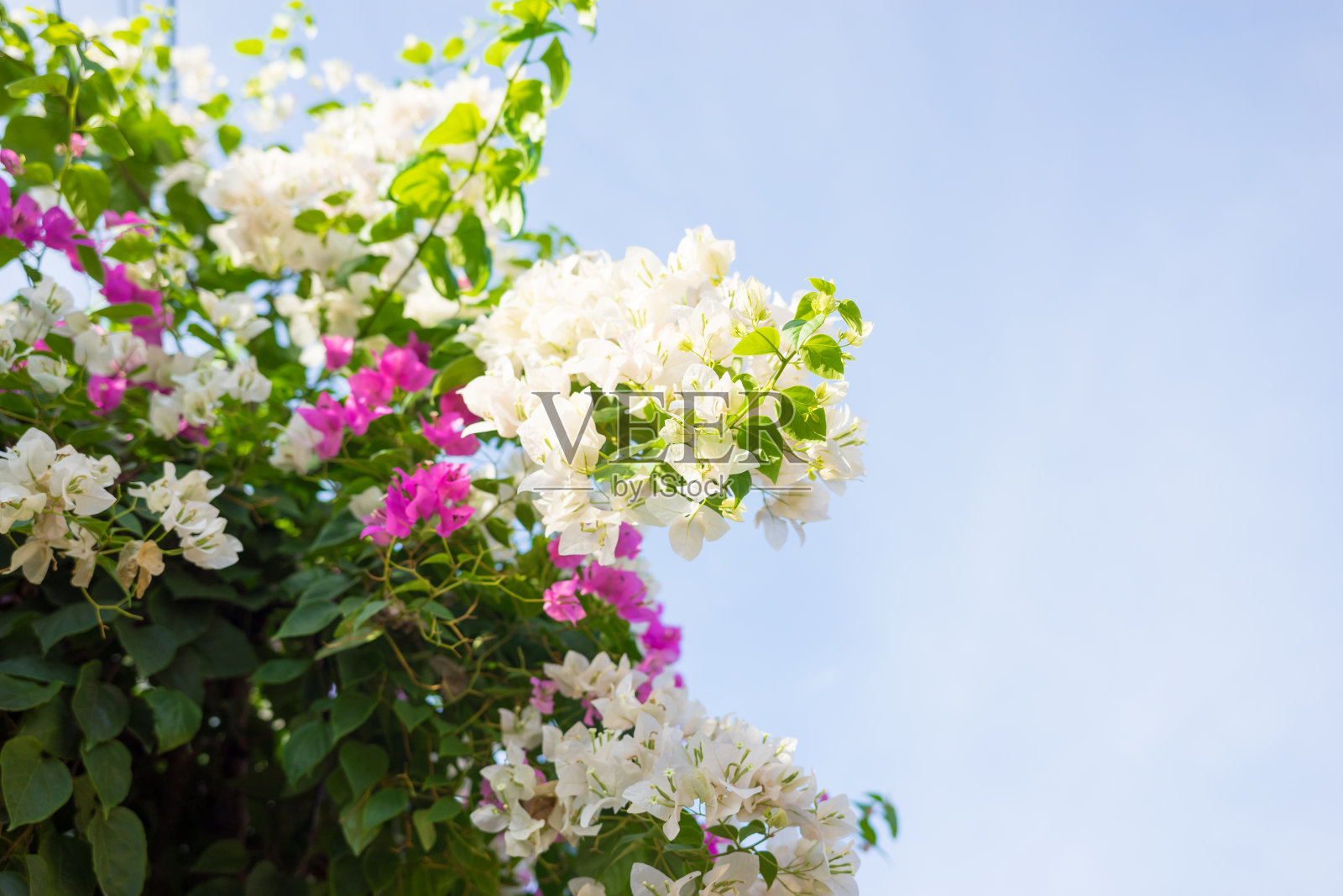 九重葛的花是粉红色和白色的照片摄影图片