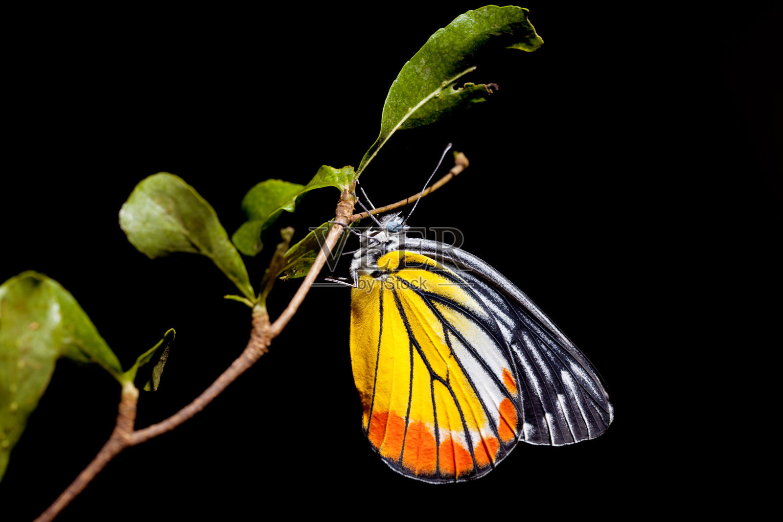 蝴蝶(彩绘耶洗别)，泰国照片摄影图片