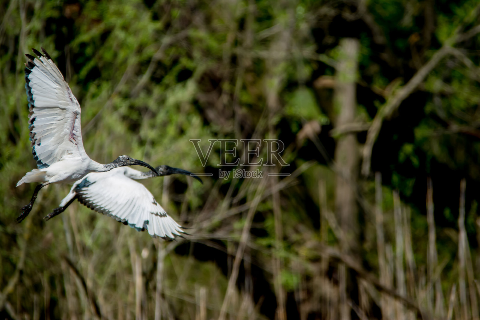宜必思照片摄影图片