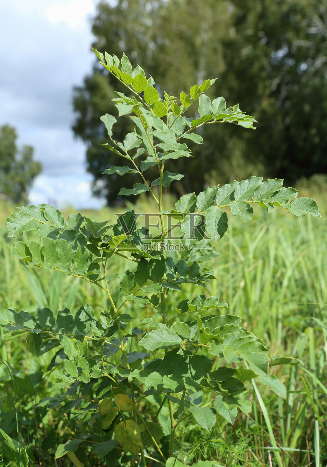 甘草布什照片摄影图片