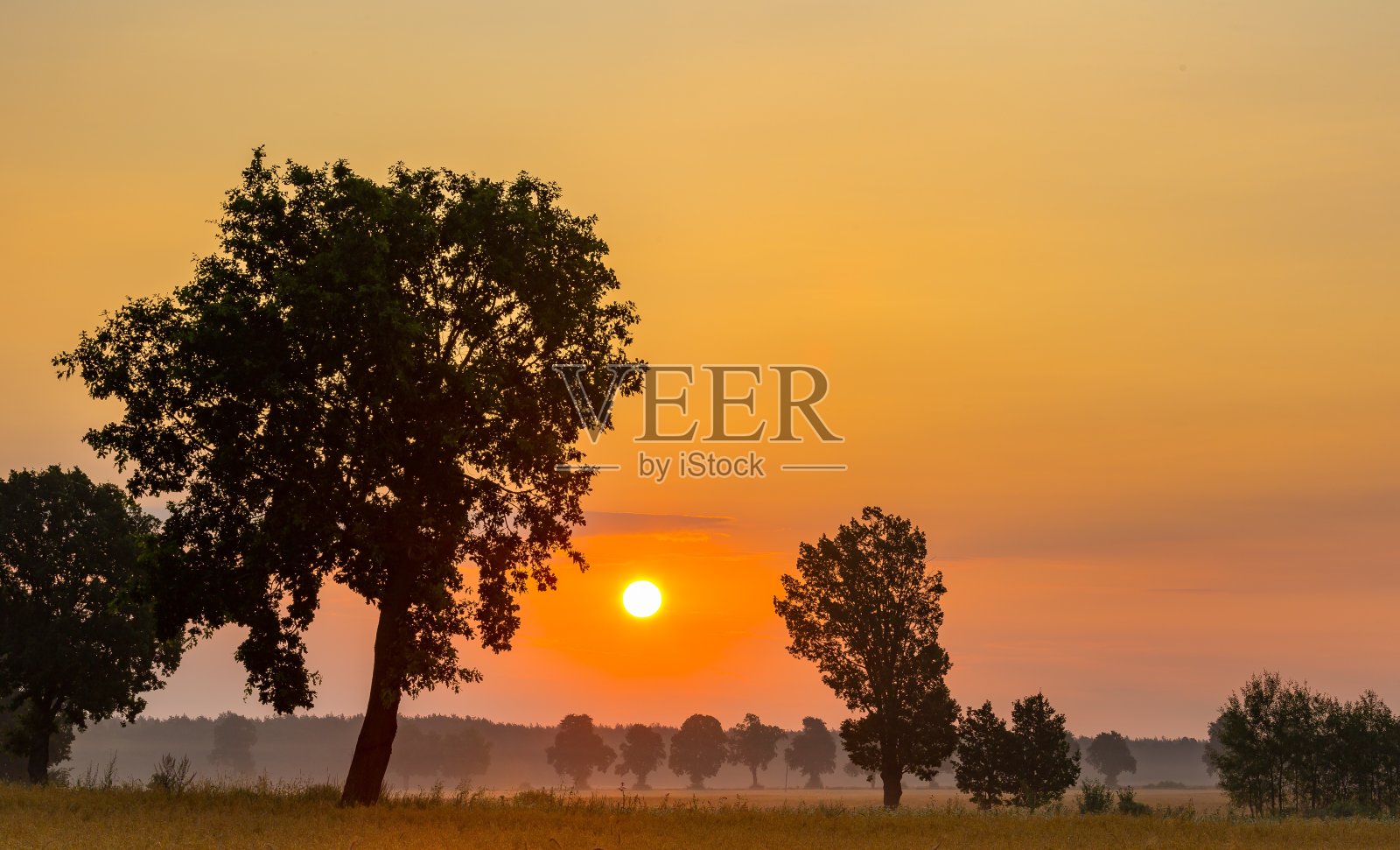 夏日的日出掠过田野和树木的剪影照片摄影图片