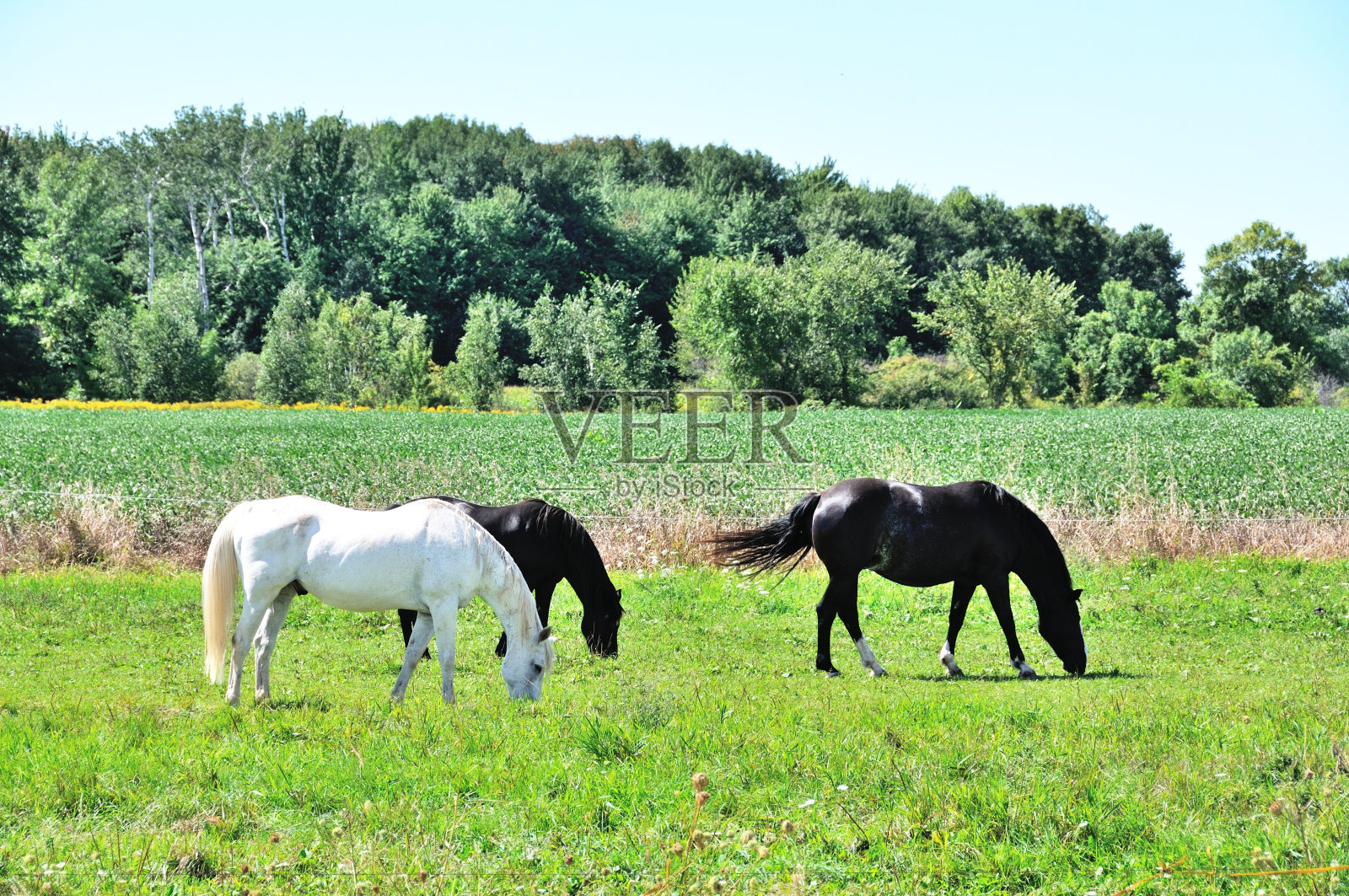 三匹马照片摄影图片