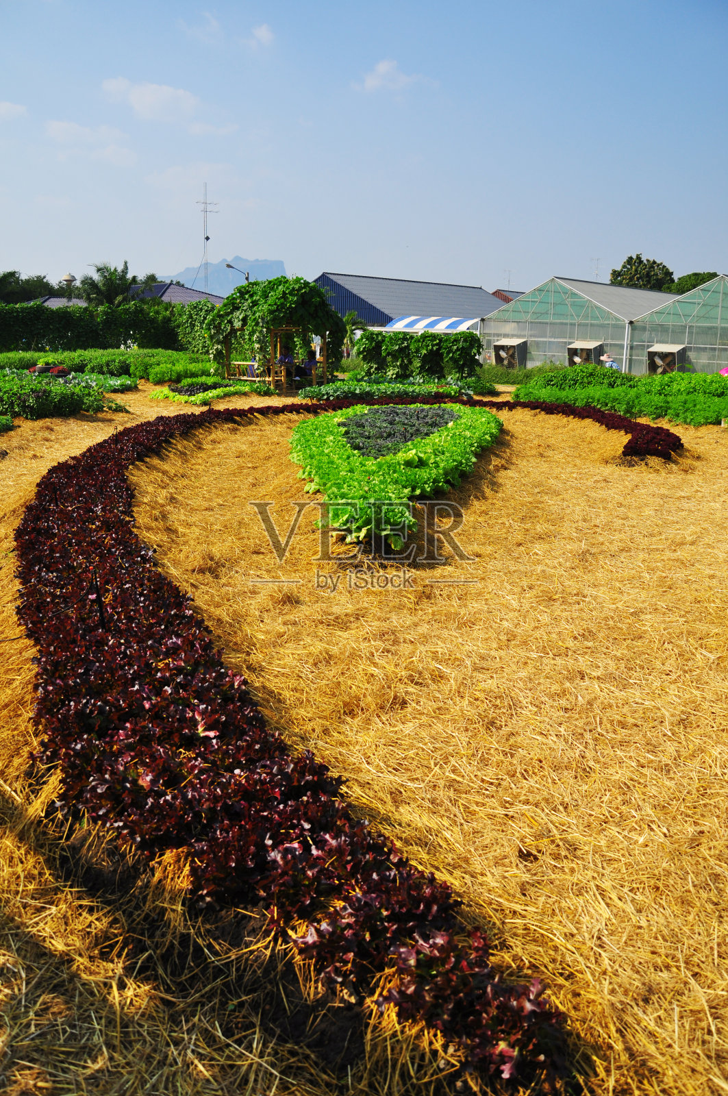 种植在作物地里的心形花照片摄影图片