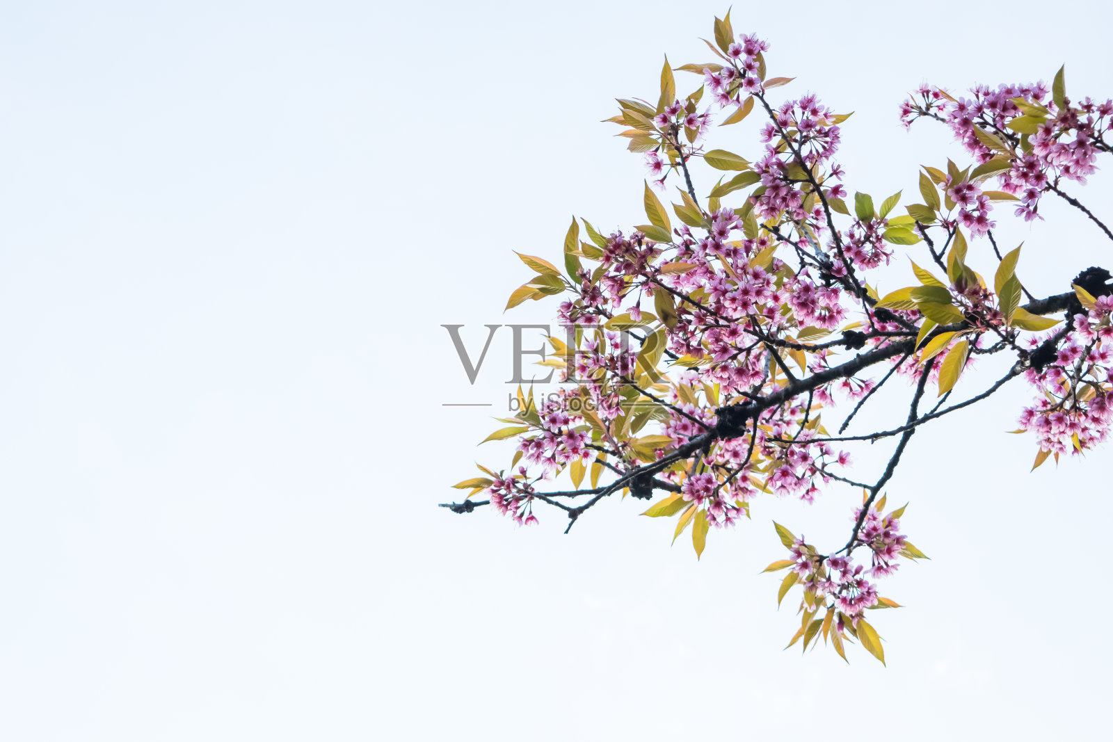 樱花和浅蓝色的天空。照片摄影图片