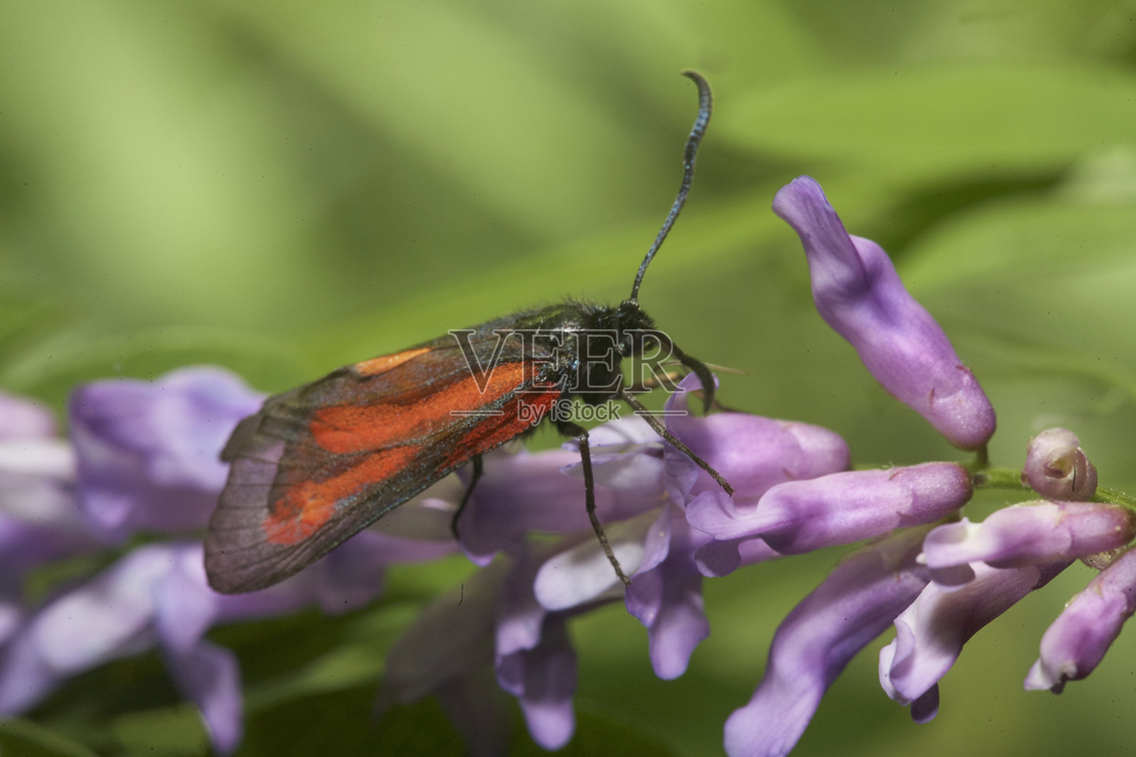 一朵花上的红色昆虫照片摄影图片