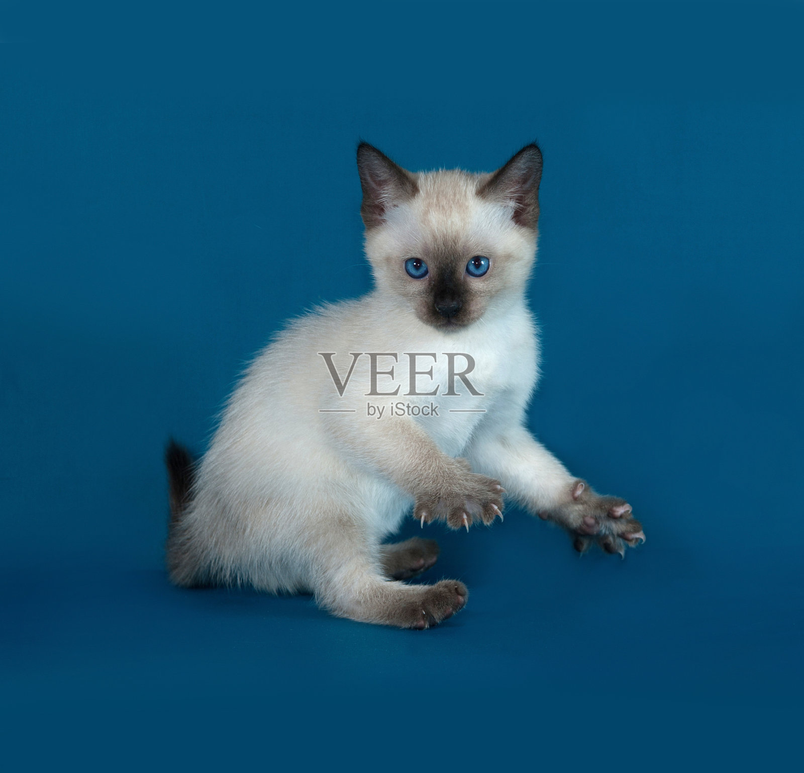 泰国白色小猫站在蓝色照片摄影图片