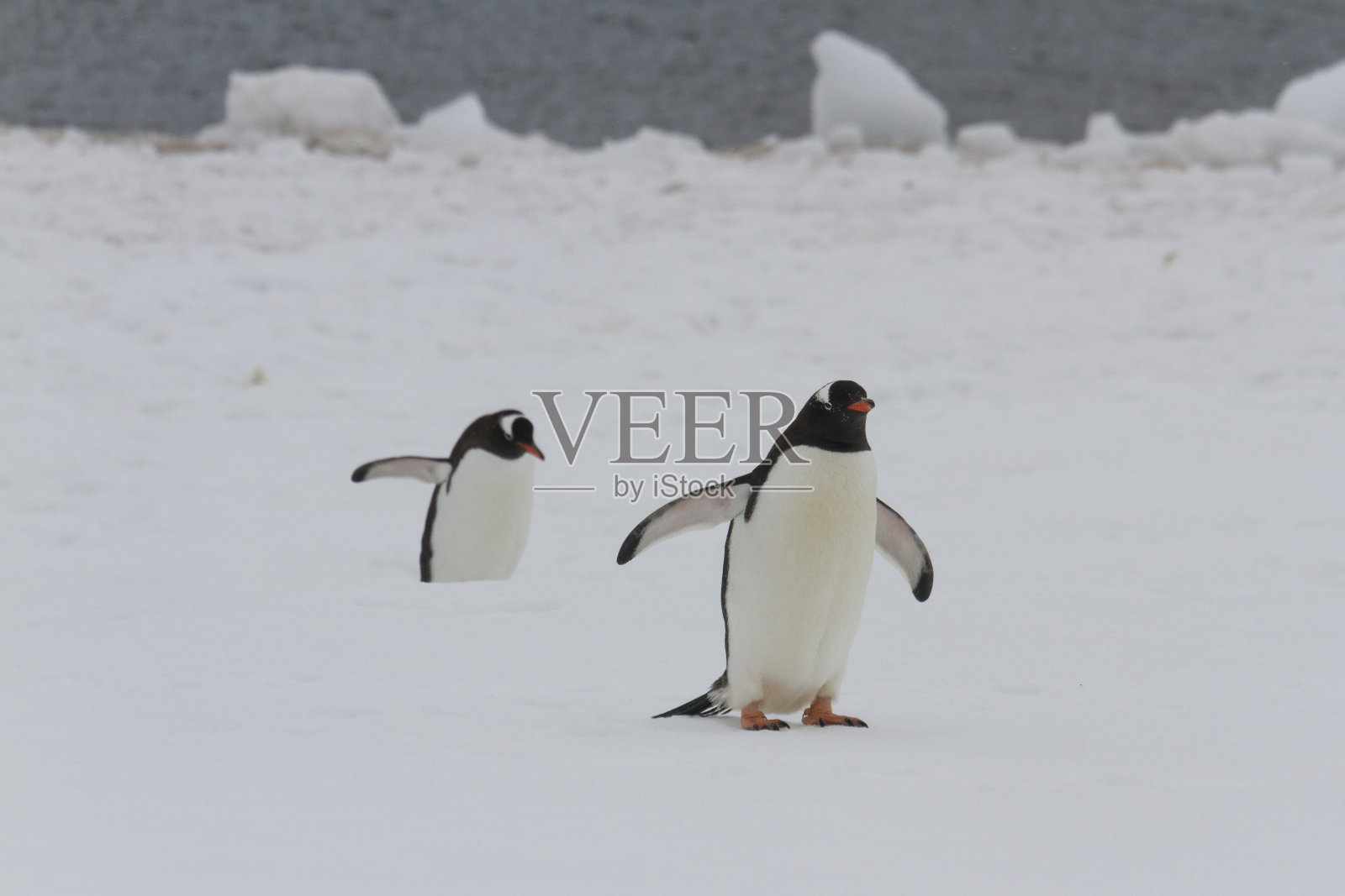 巴布亚企鹅行走照片摄影图片