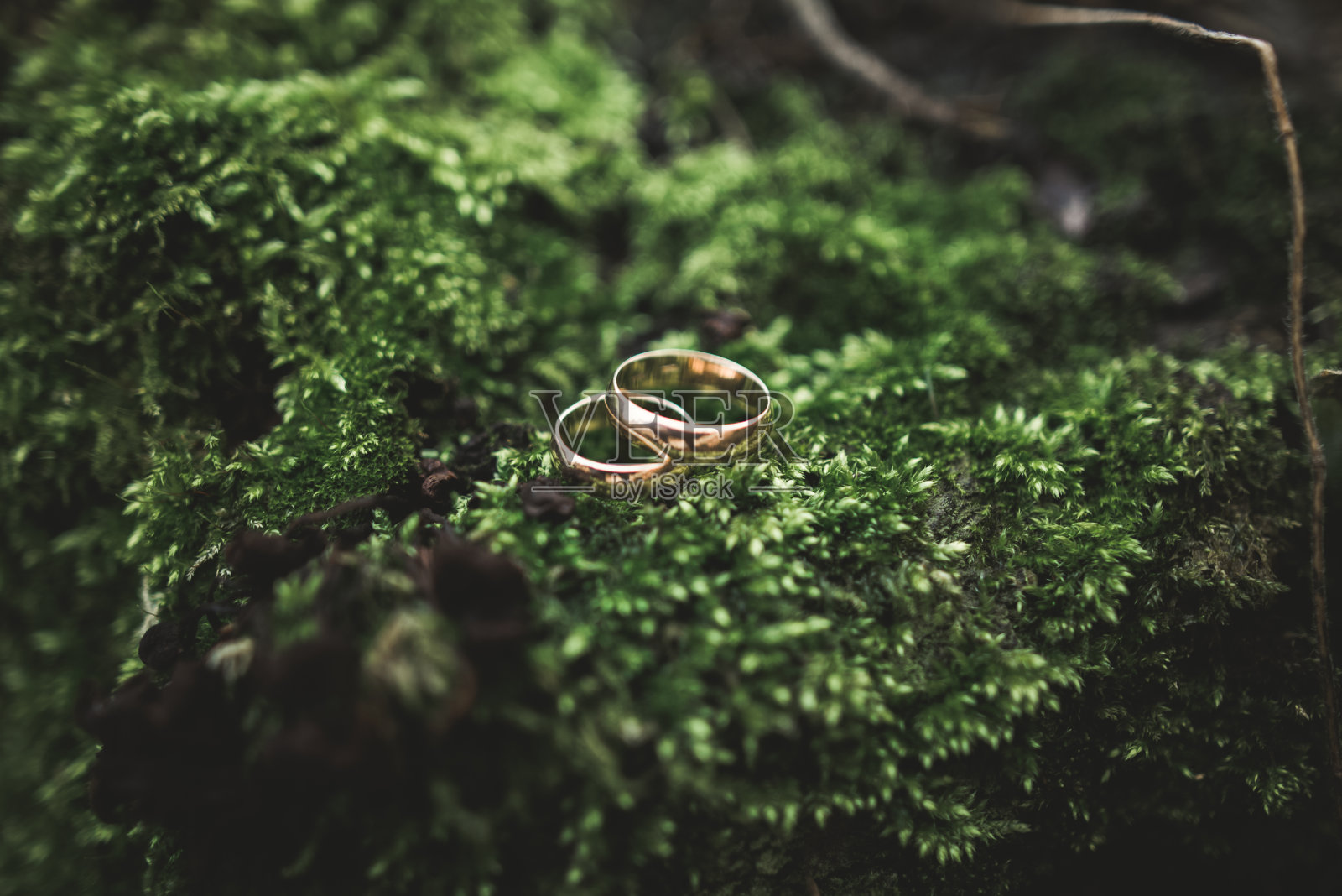 奢华的结婚戒指躺在树叶和草地上照片摄影图片