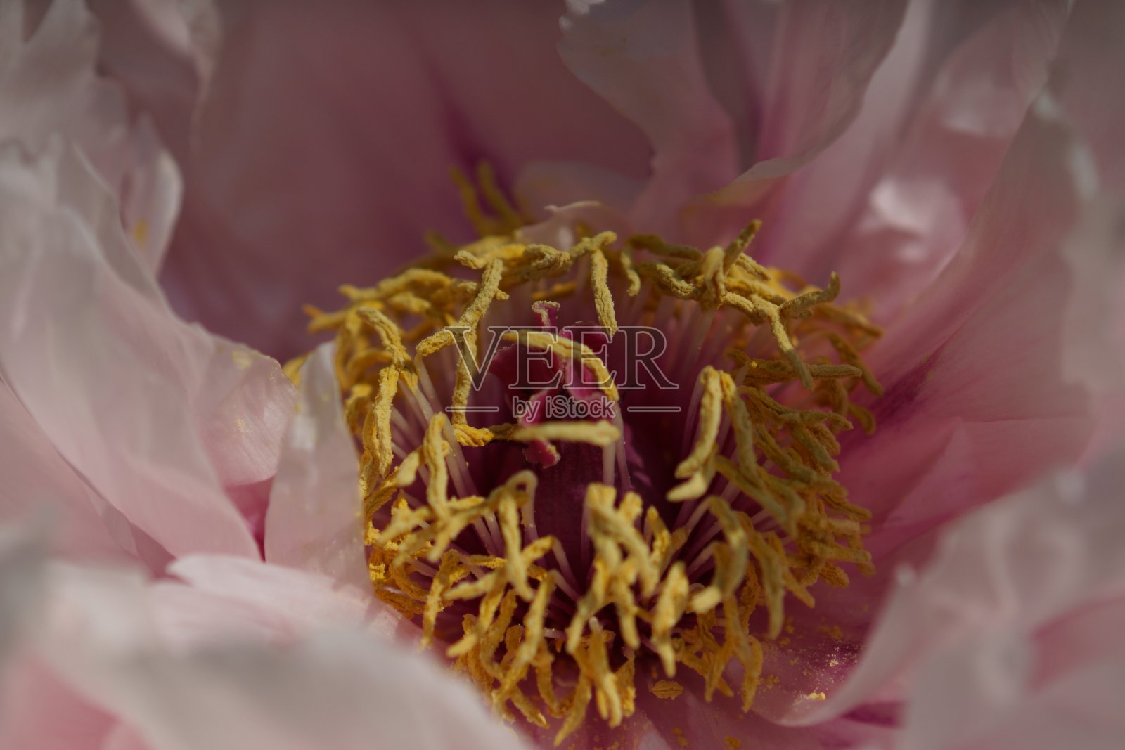 东京附近碧桂园牡丹，哈苏布莱德摄照片摄影图片