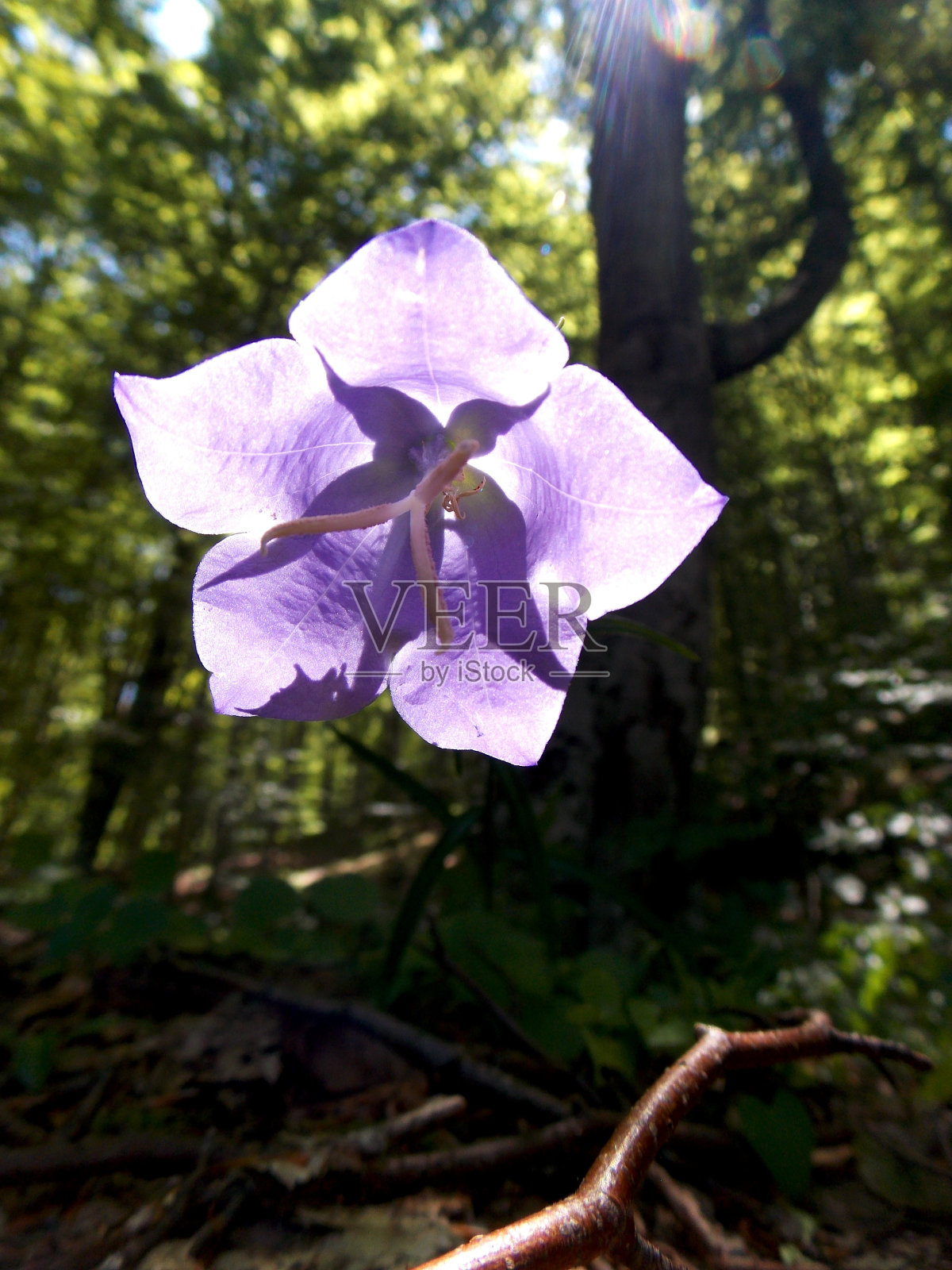 紫花植物野外特写照片摄影图片