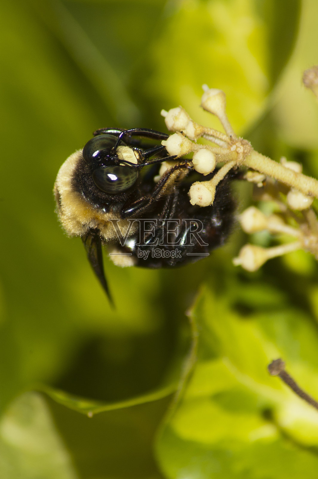 大黄蜂(常青藤)照片摄影图片