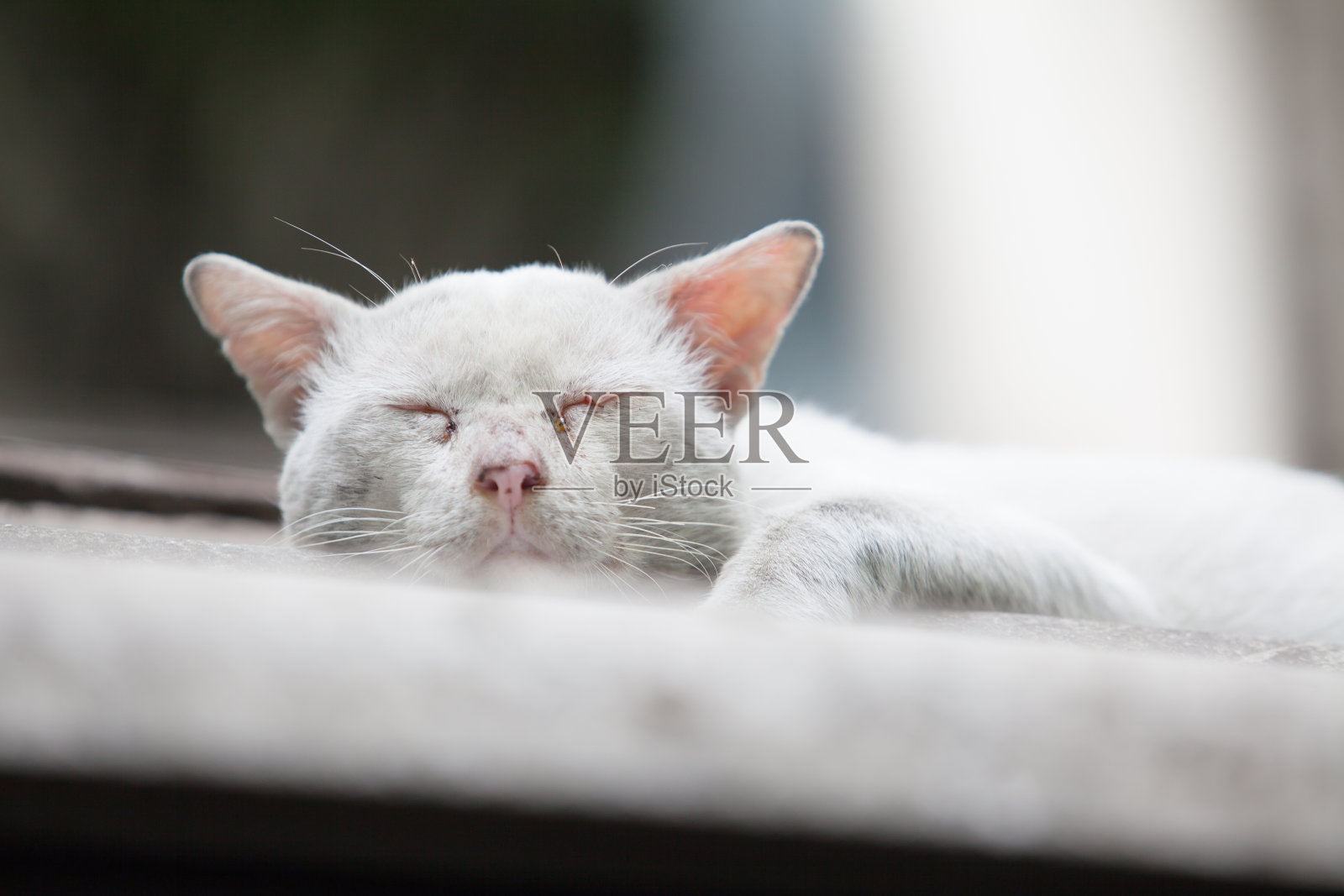 只流浪猫照片摄影图片