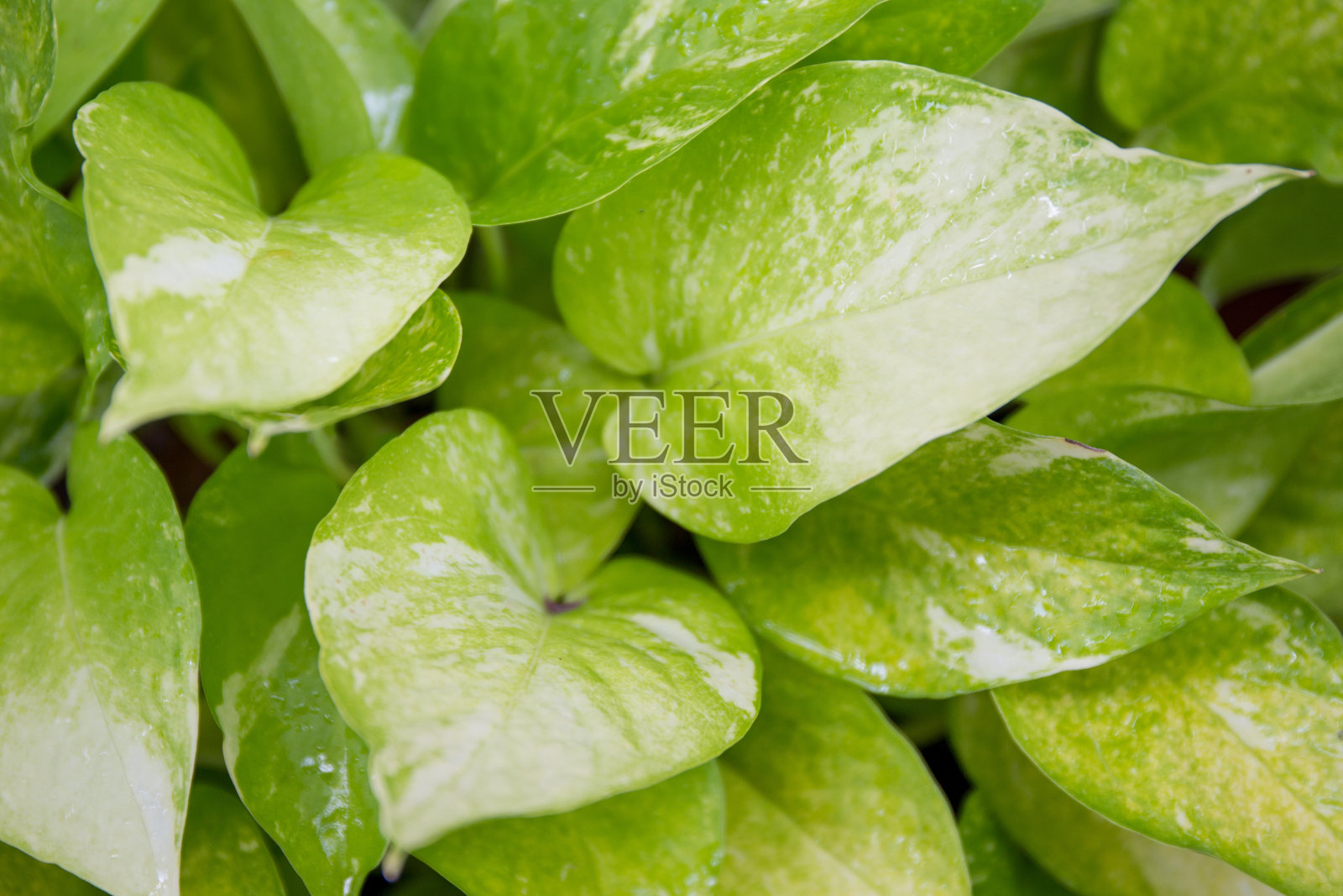 湿植物全帧拍摄照片摄影图片