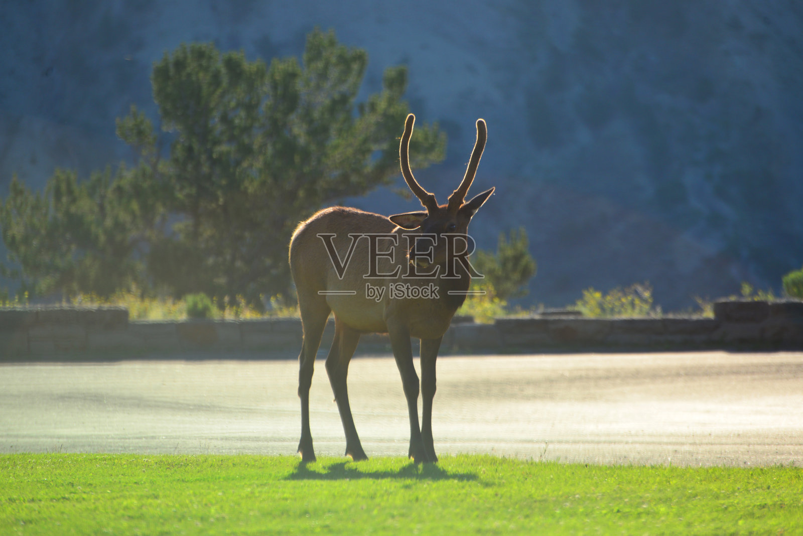 麋鹿带着边缘光照片摄影图片