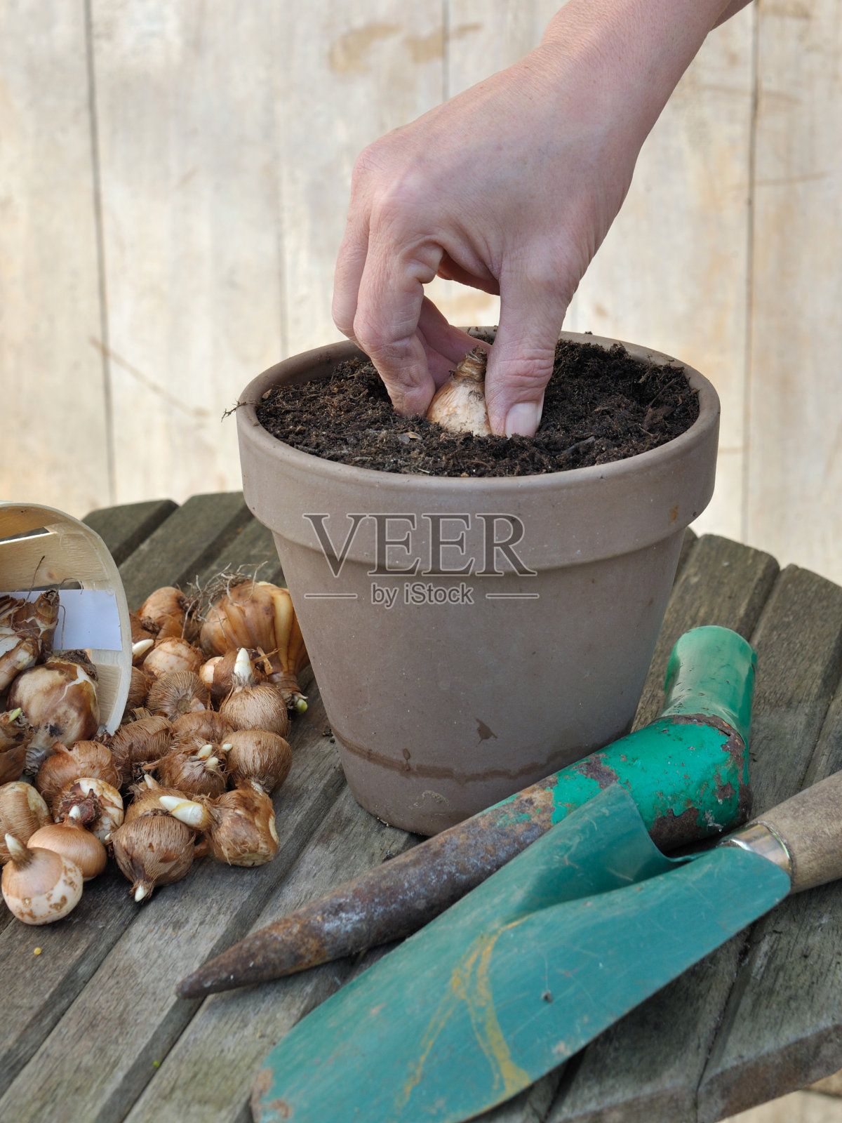 盆中种植鳞茎照片摄影图片