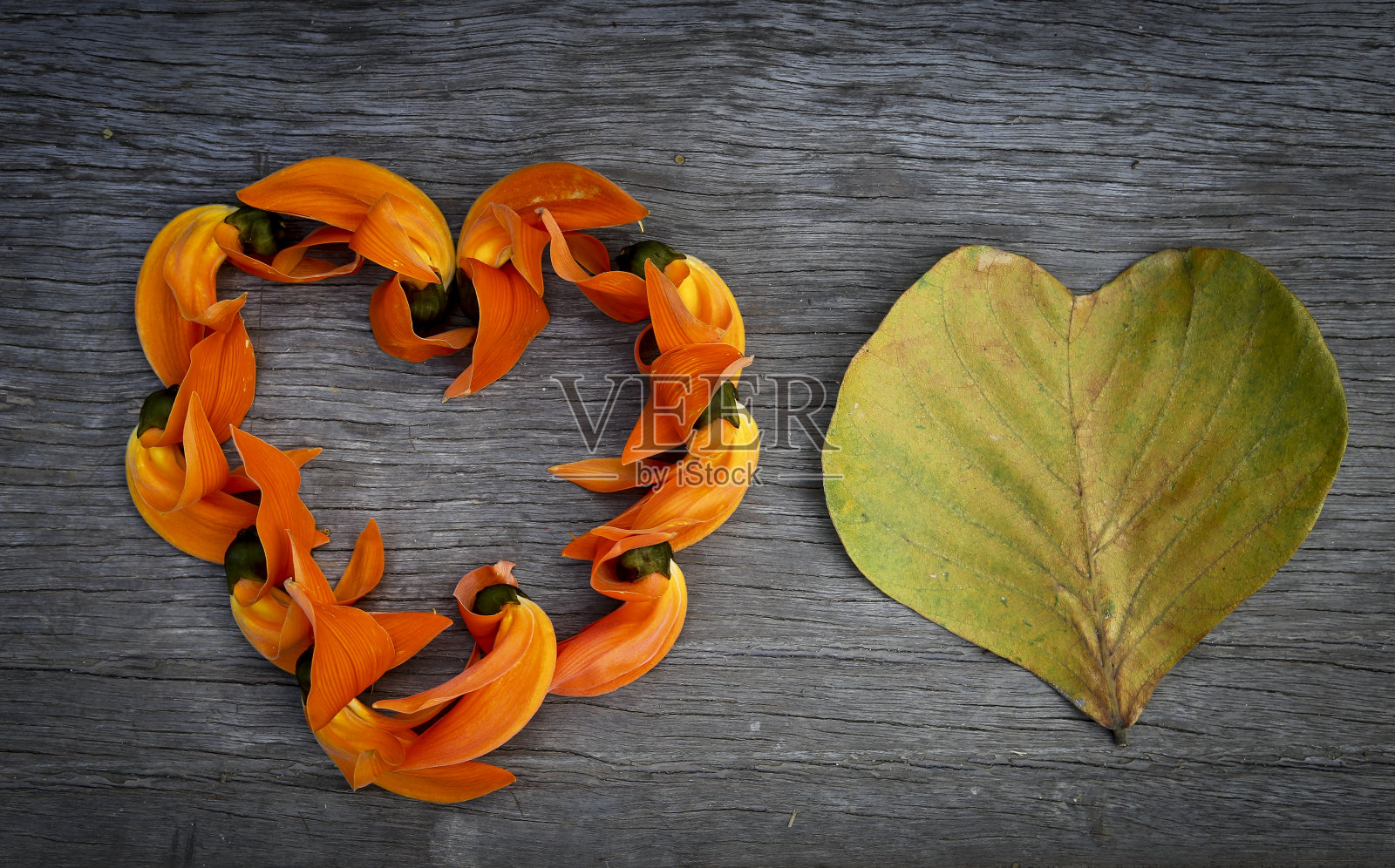 热爱自然的概念照片摄影图片