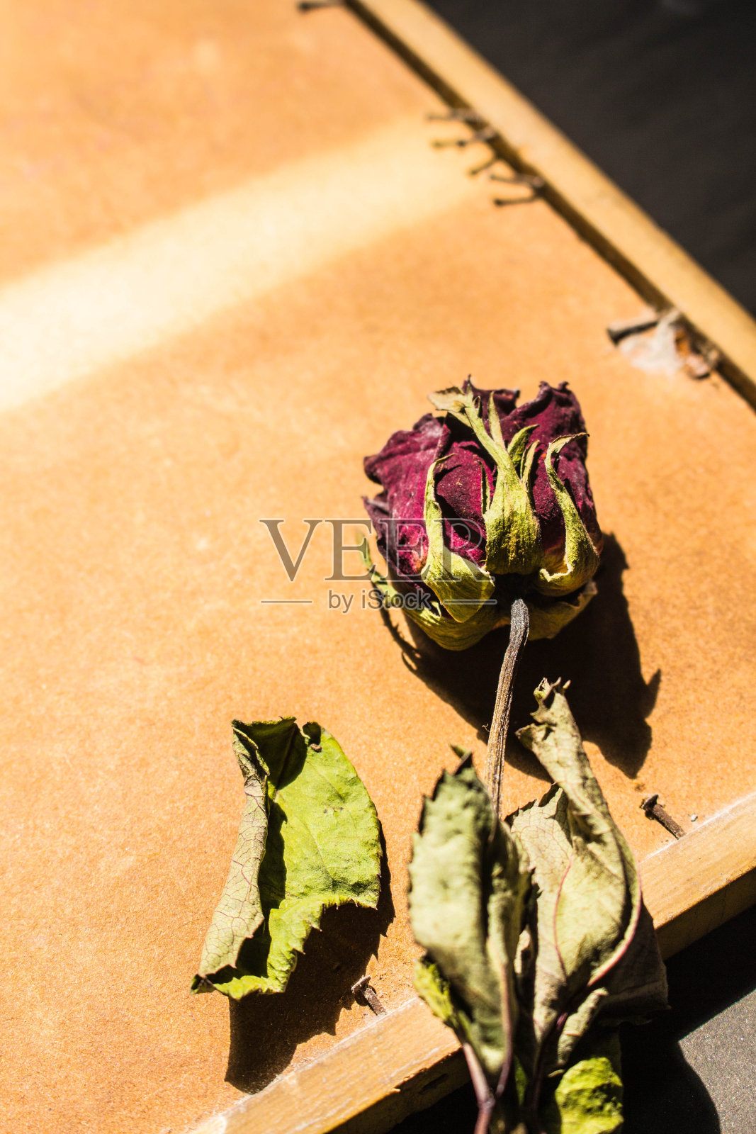 玫瑰后框。照片摄影图片