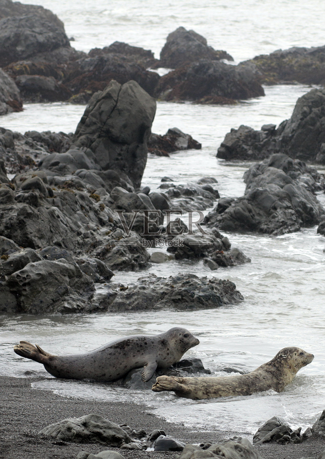 港海豹照片摄影图片