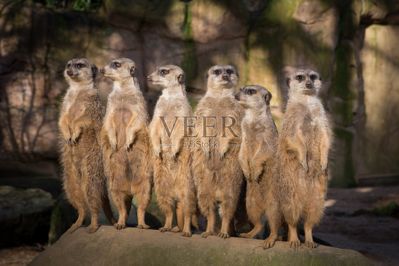 猫鼬站岗照片摄影图片