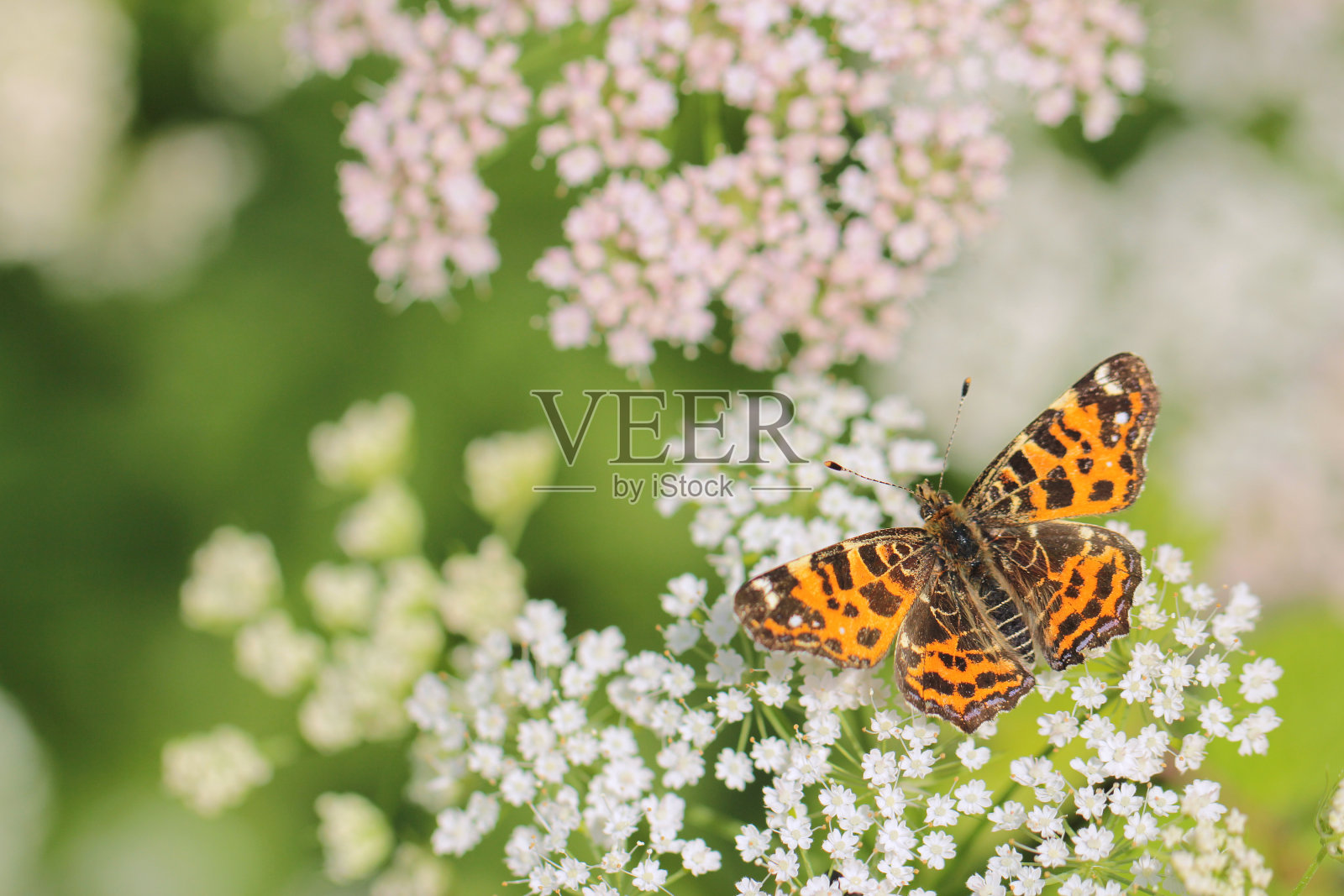 蝴蝶——阿斯奇尼亚·勒瓦纳照片摄影图片