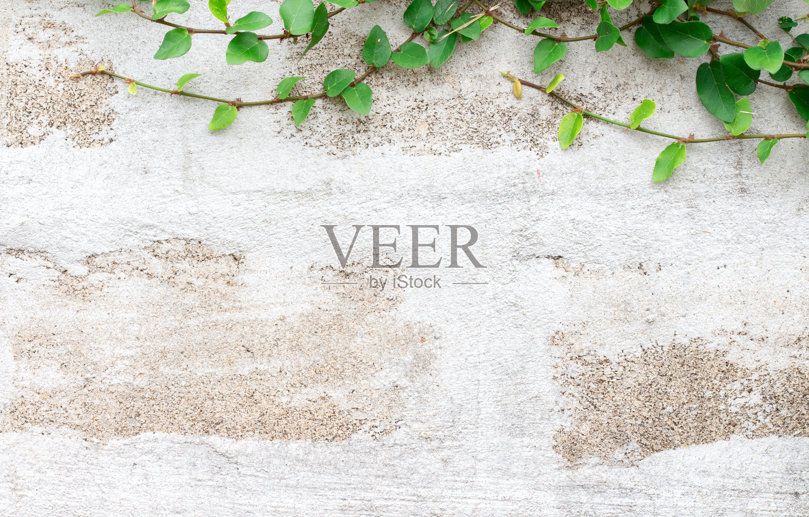 白色墙壁上的绿色攀缘植物照片摄影图片