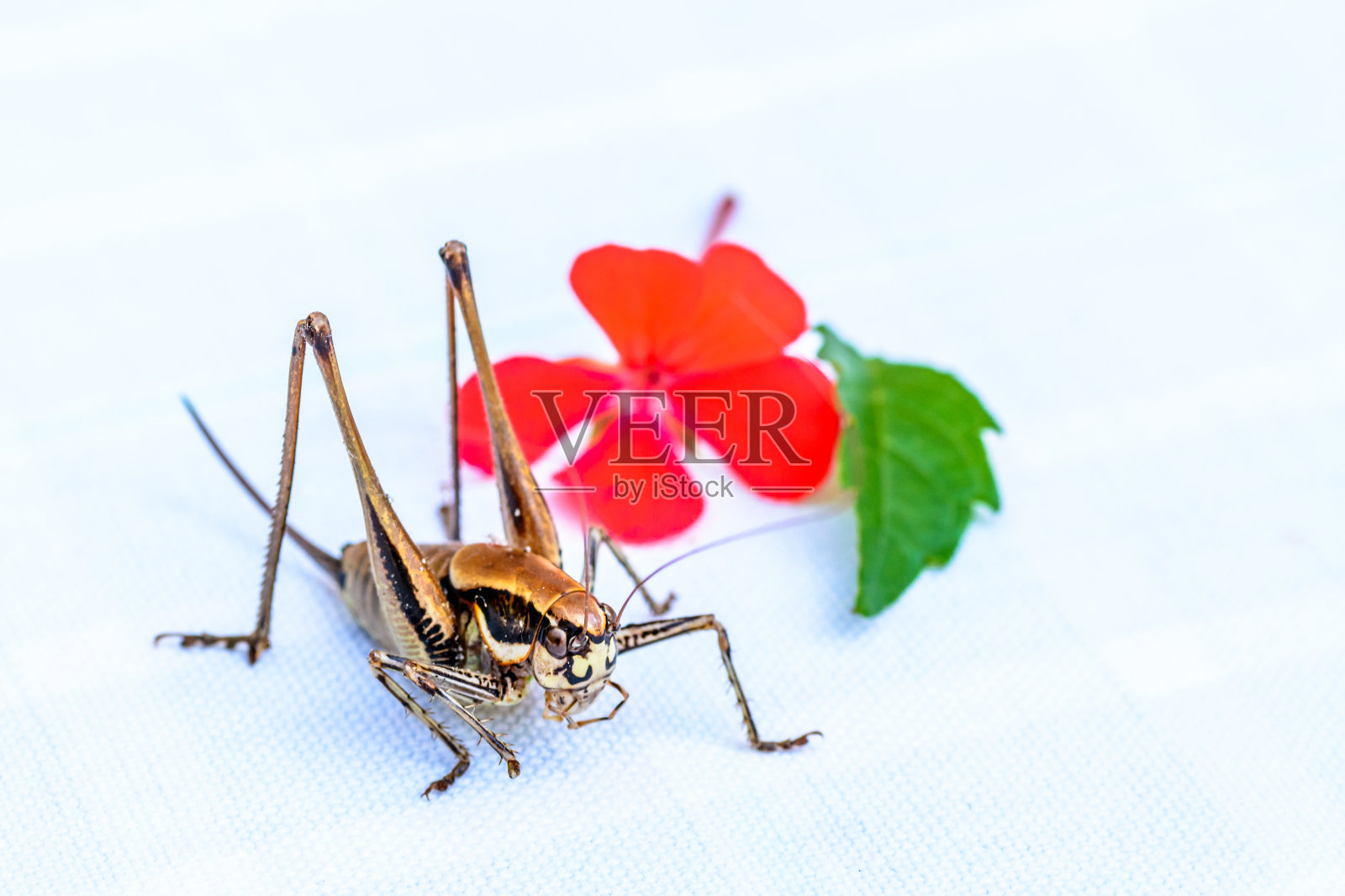 近距离观看美丽的昆虫在模糊的背景照片摄影图片