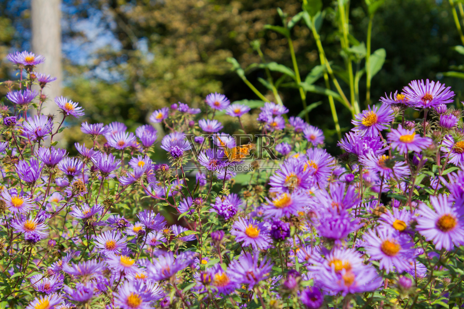 纽约紫苑(aster novii - belgium) -新比利时紫苑(aster novii - belgium)照片摄影图片