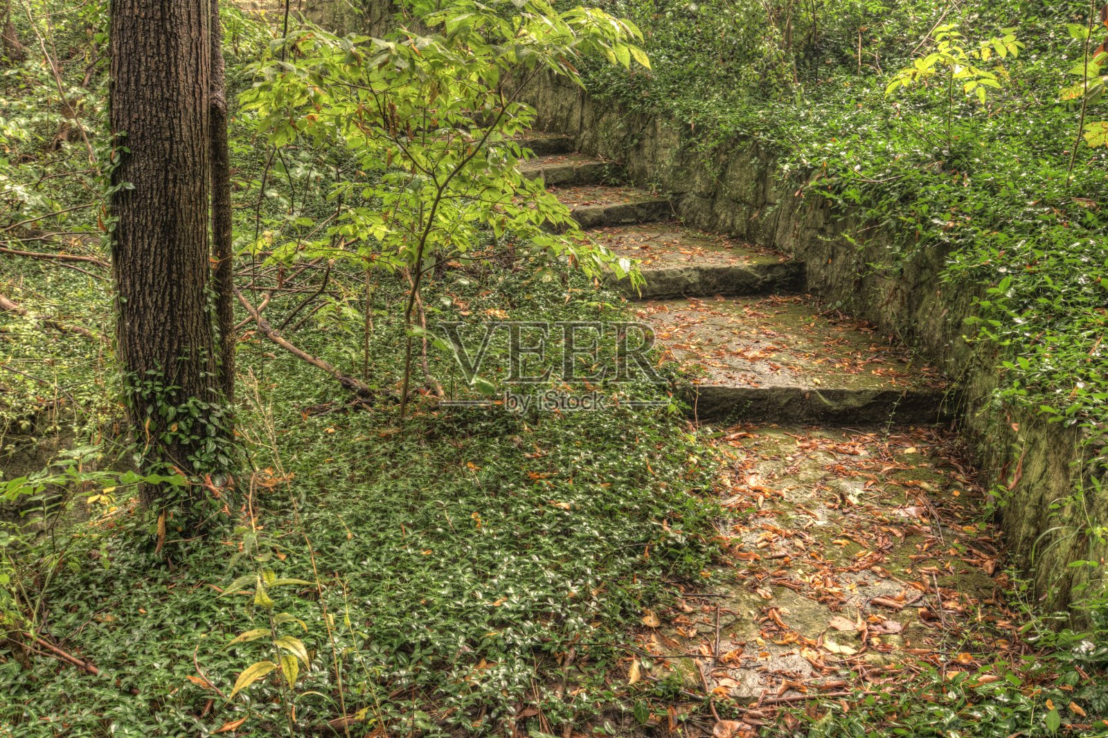森林的小路照片摄影图片