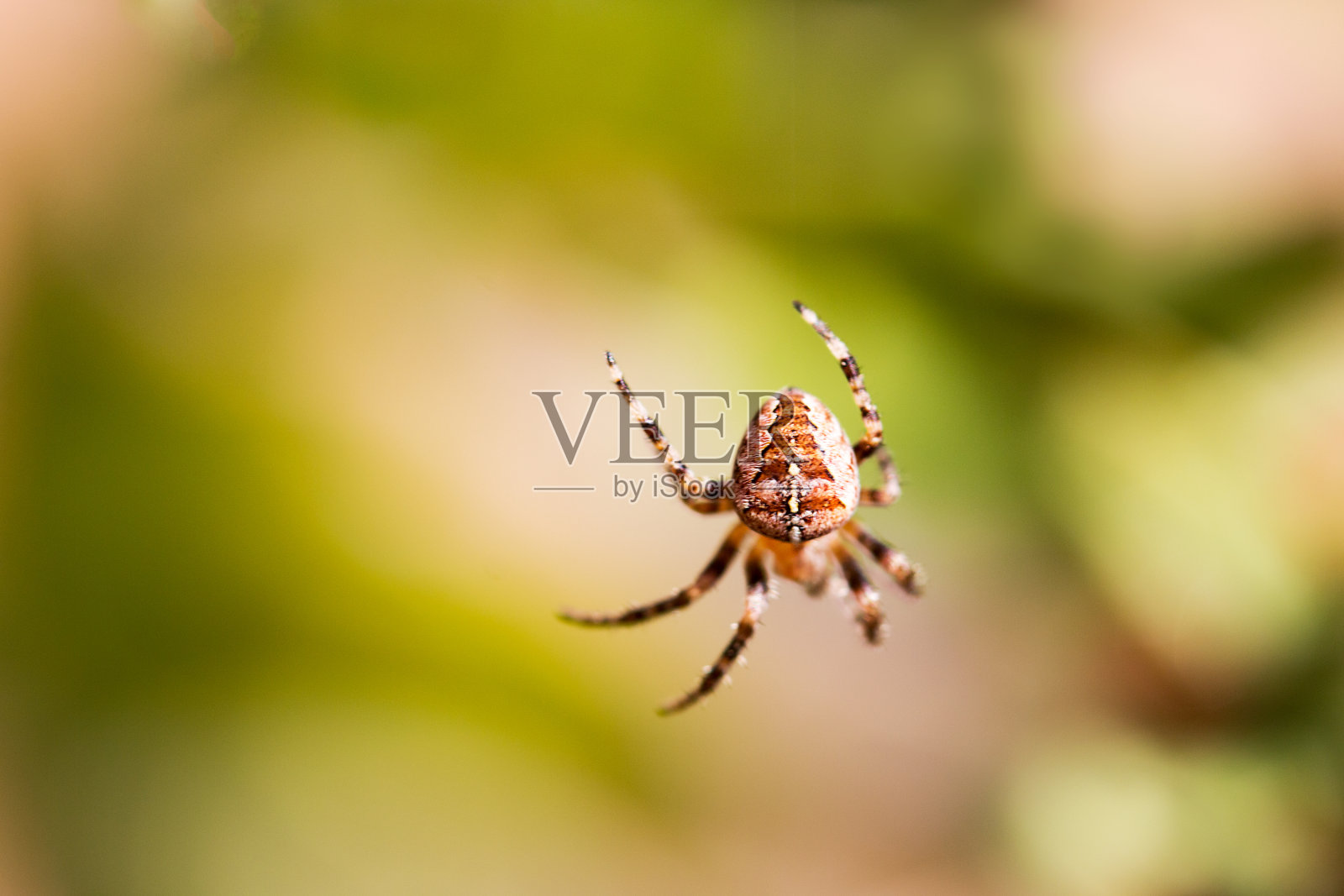 巨型蜘蛛特写照片摄影图片