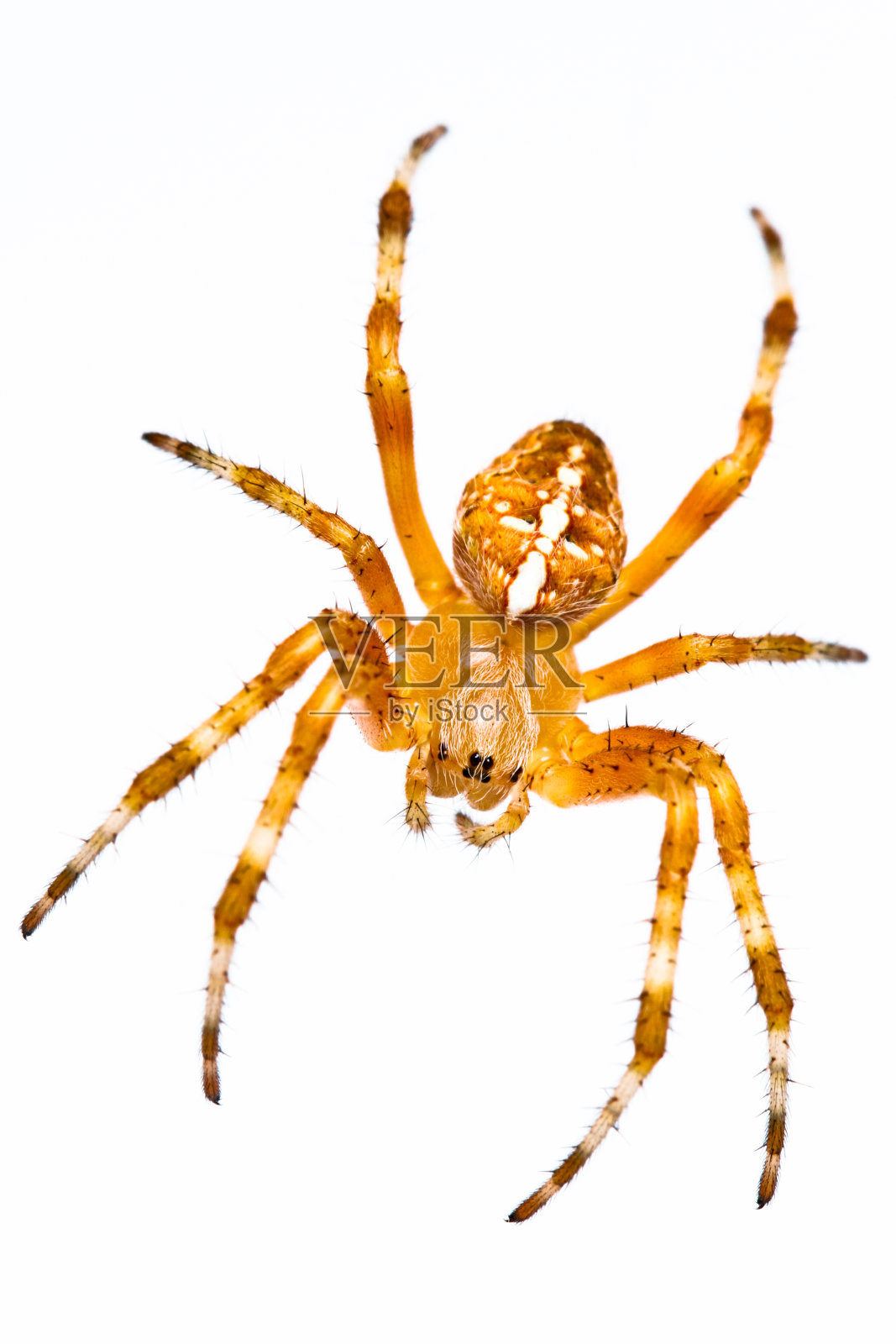 橙色的蜘蛛照片摄影图片