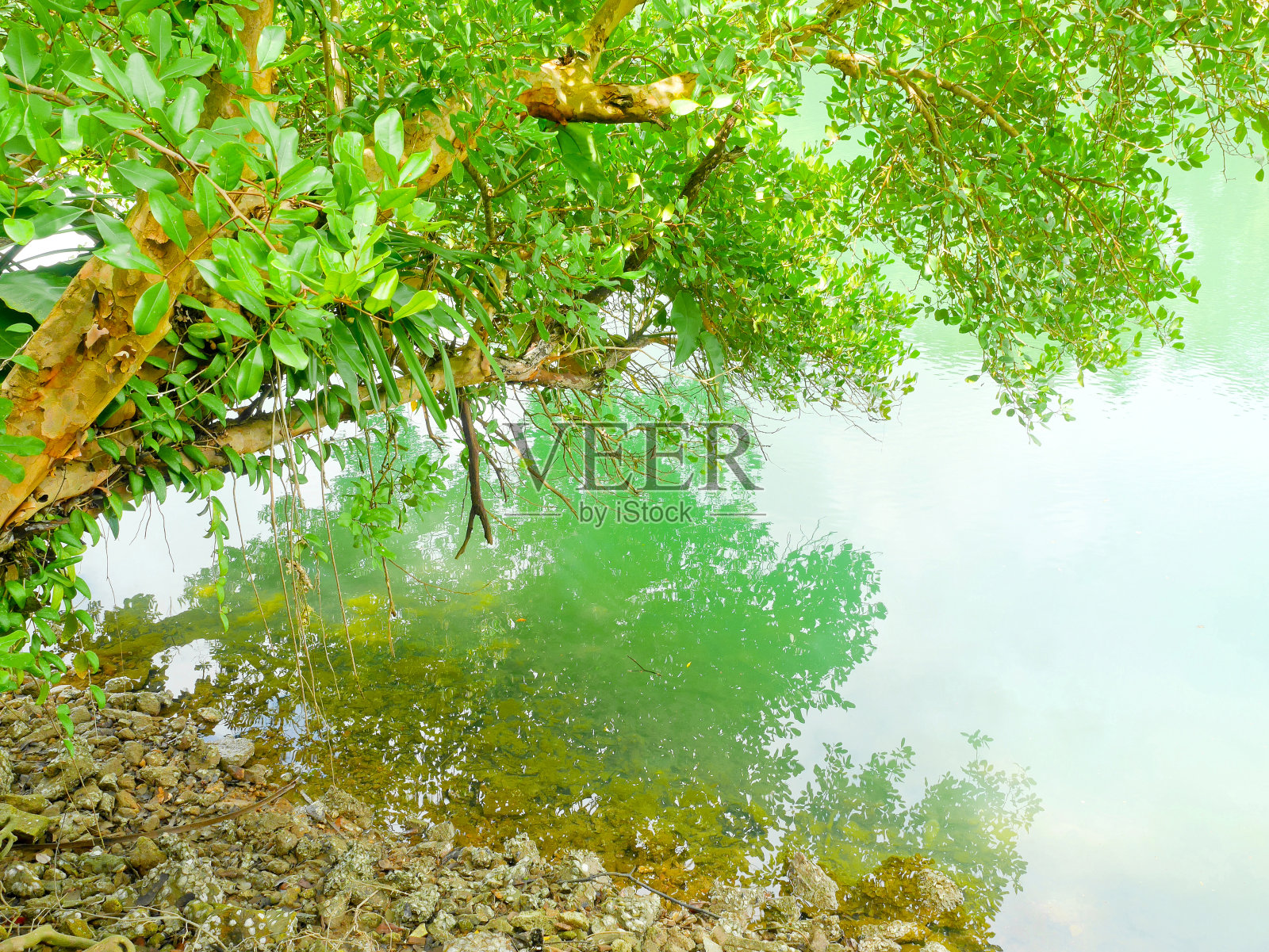 红树林树照片摄影图片